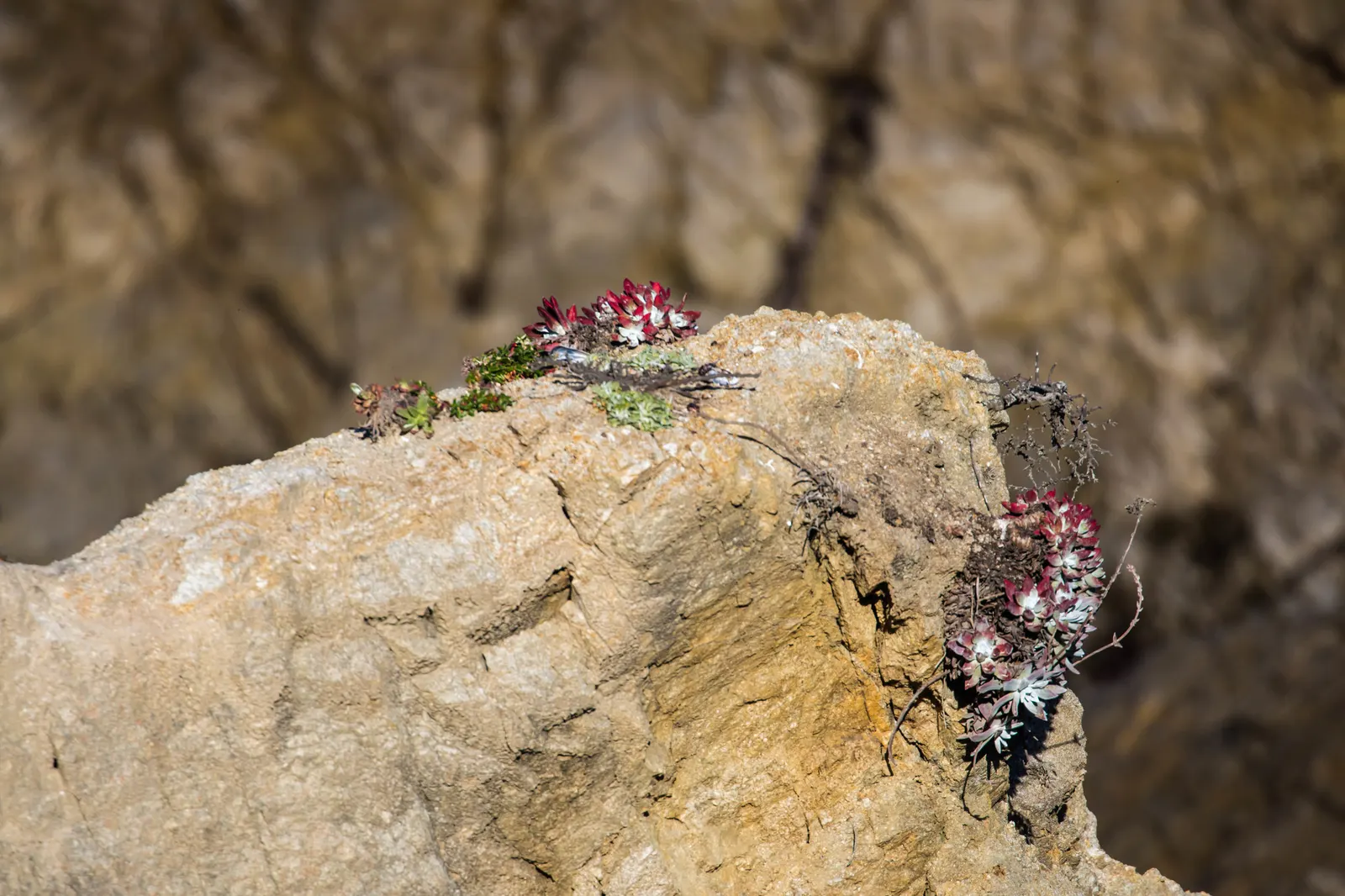 Bluff Lettuce (Dudleya Farinosa) — is an evergreen perennial succulent native to the coastal cliffs and hills of the western United States