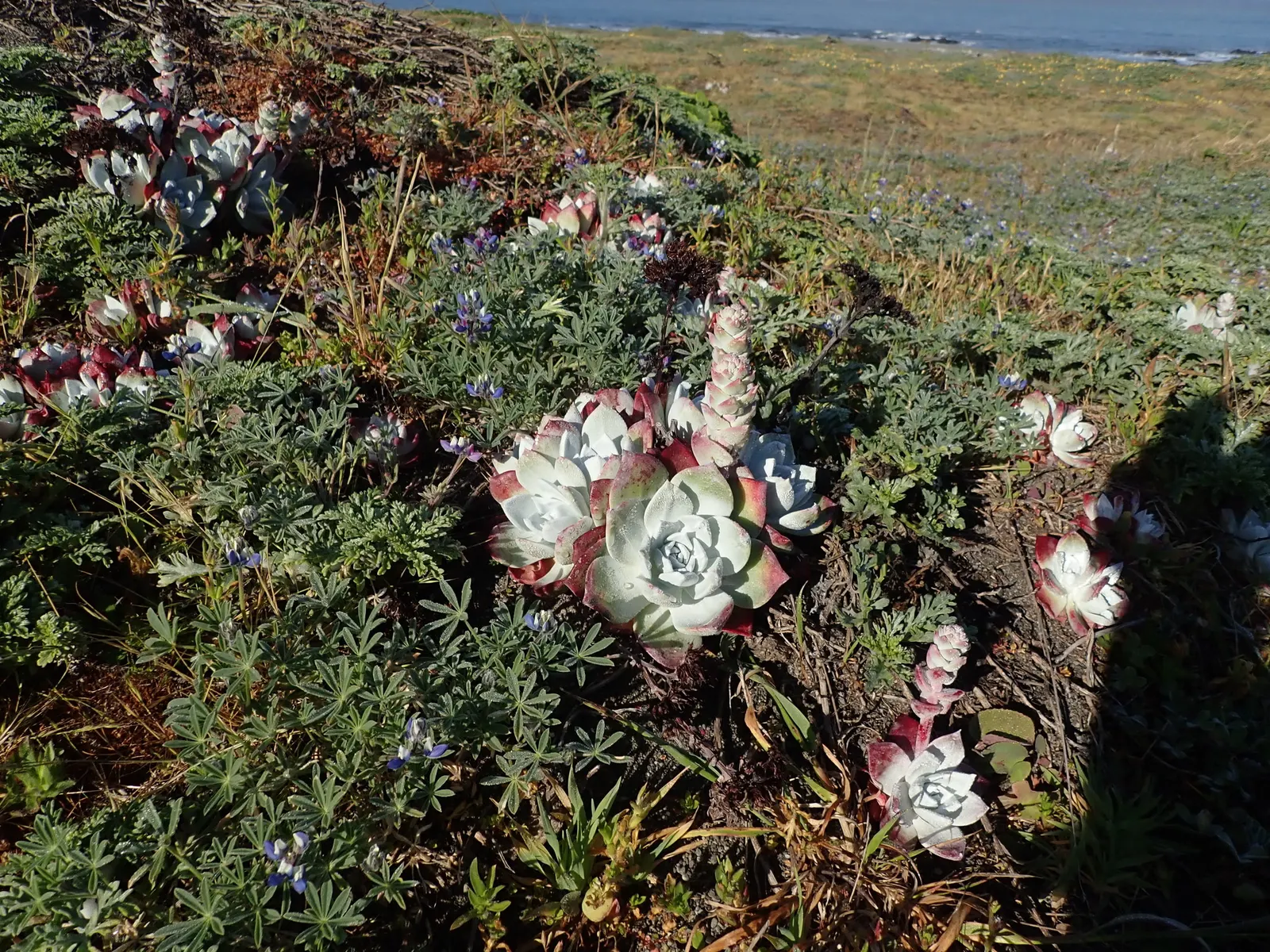 Bluff Lettuce (Dudleya Farinosa) — depending on the specific species.<br><br>Thriving in USDA hardiness zones 9 to 11; succulent for full or half, image 57