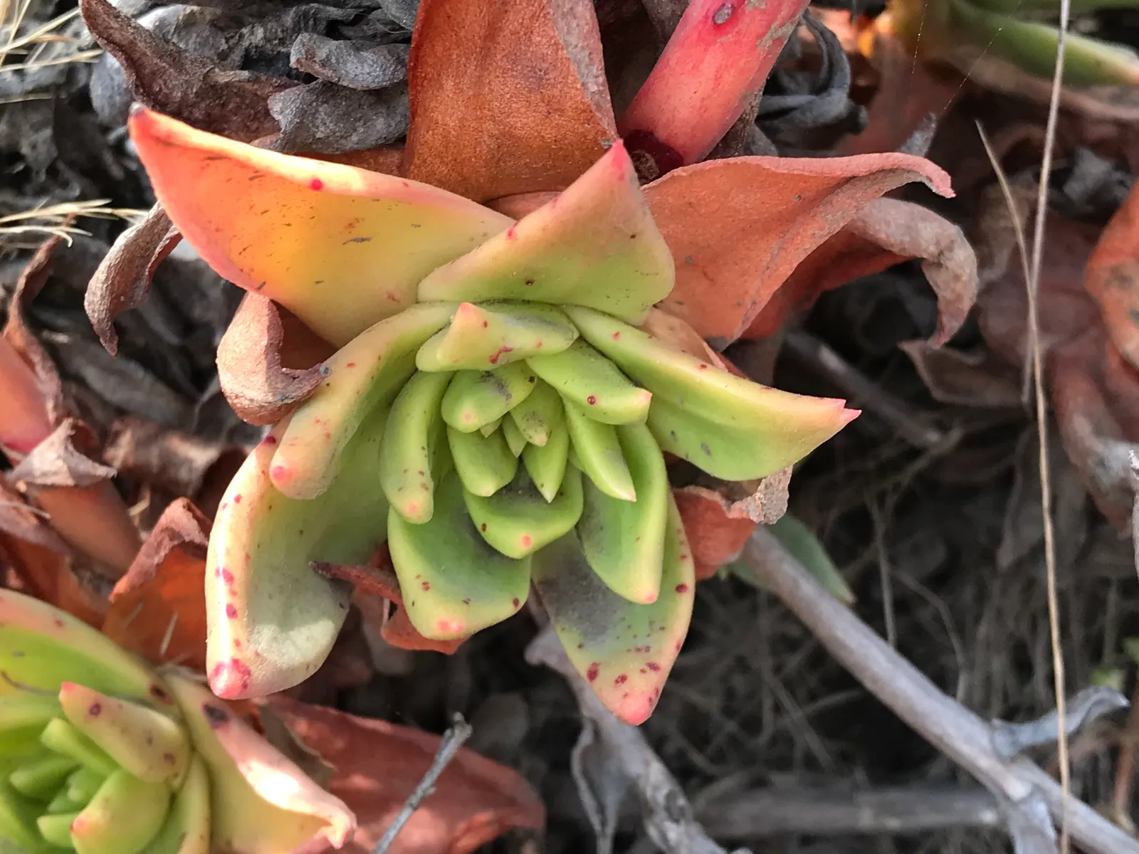 Bluff Lettuce (Dudleya Farinosa) — The stalks showcase clusters of star-shaped flowers; which contributes to its characteristic chalky blue-green hue