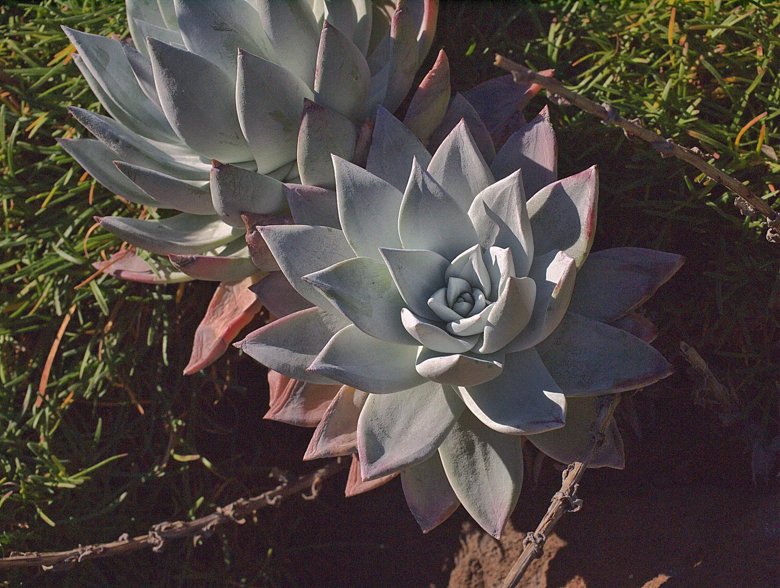 Bluff Lettuce (Dudleya Farinosa) — The Live Forever, Dudleya farinosa, is a perennial succulent forming rosettes up to 12 inches wide; adding, image 45