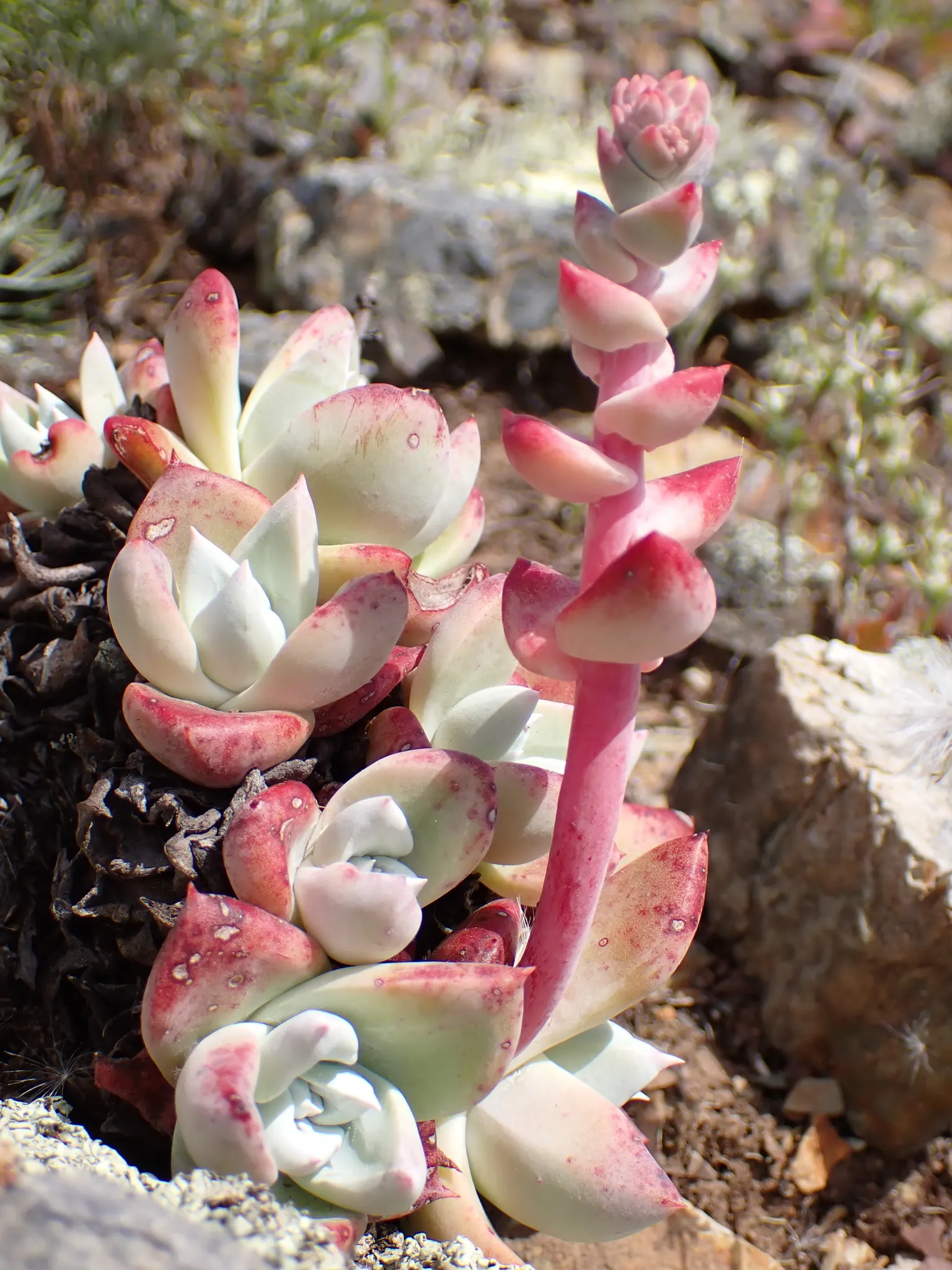 Bluff Lettuce (Dudleya Farinosa) — perfectly suited for xeriscaping or rock gardens; succulent with red blooms