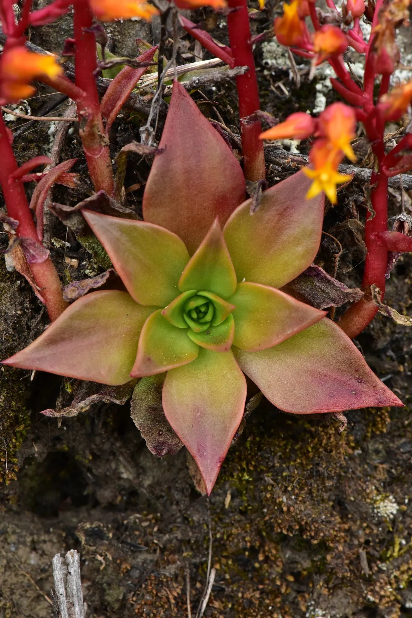 Bluff Lettuce (Dudleya Farinosa) — This distinctive plant is celebrated for its low-maintenance qualities and its striking appearance