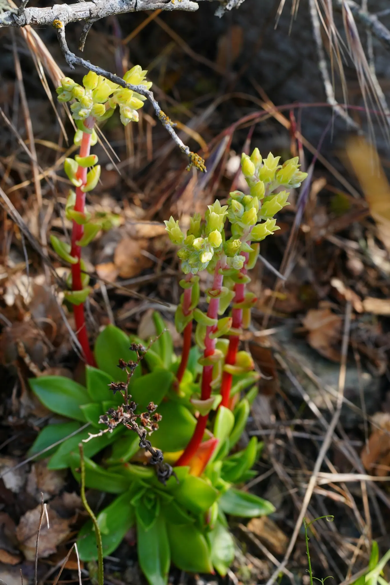 Bluff Lettuce (Dudleya Farinosa) — succulent with red blooms; ranging in color from pale yellow to a striking red hue