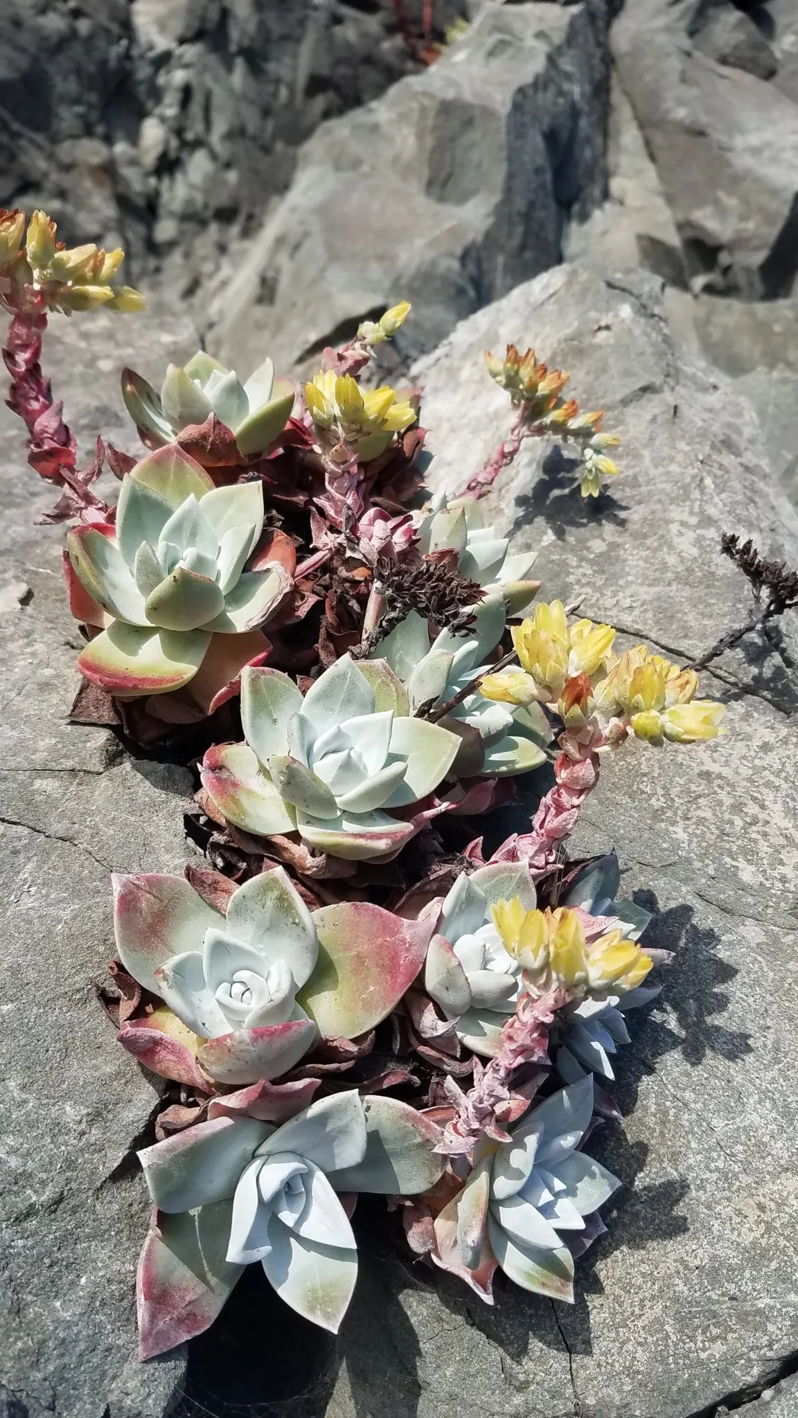Bluff Lettuce (Dudleya Farinosa) — the Live Forever prefers full sun to partial shade; tapered leaves are coated with a powdery bloom