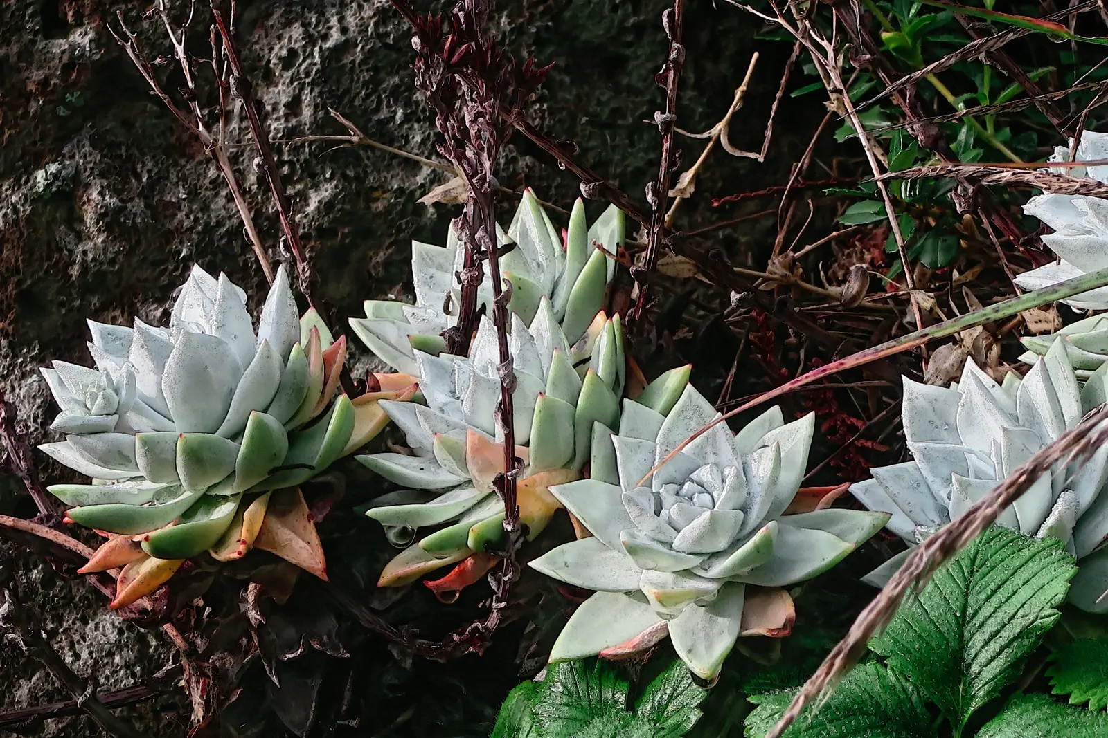 Bluff Lettuce (Dudleya Farinosa) — succulent for full or half; due to its easy care and dramatic visual appeal