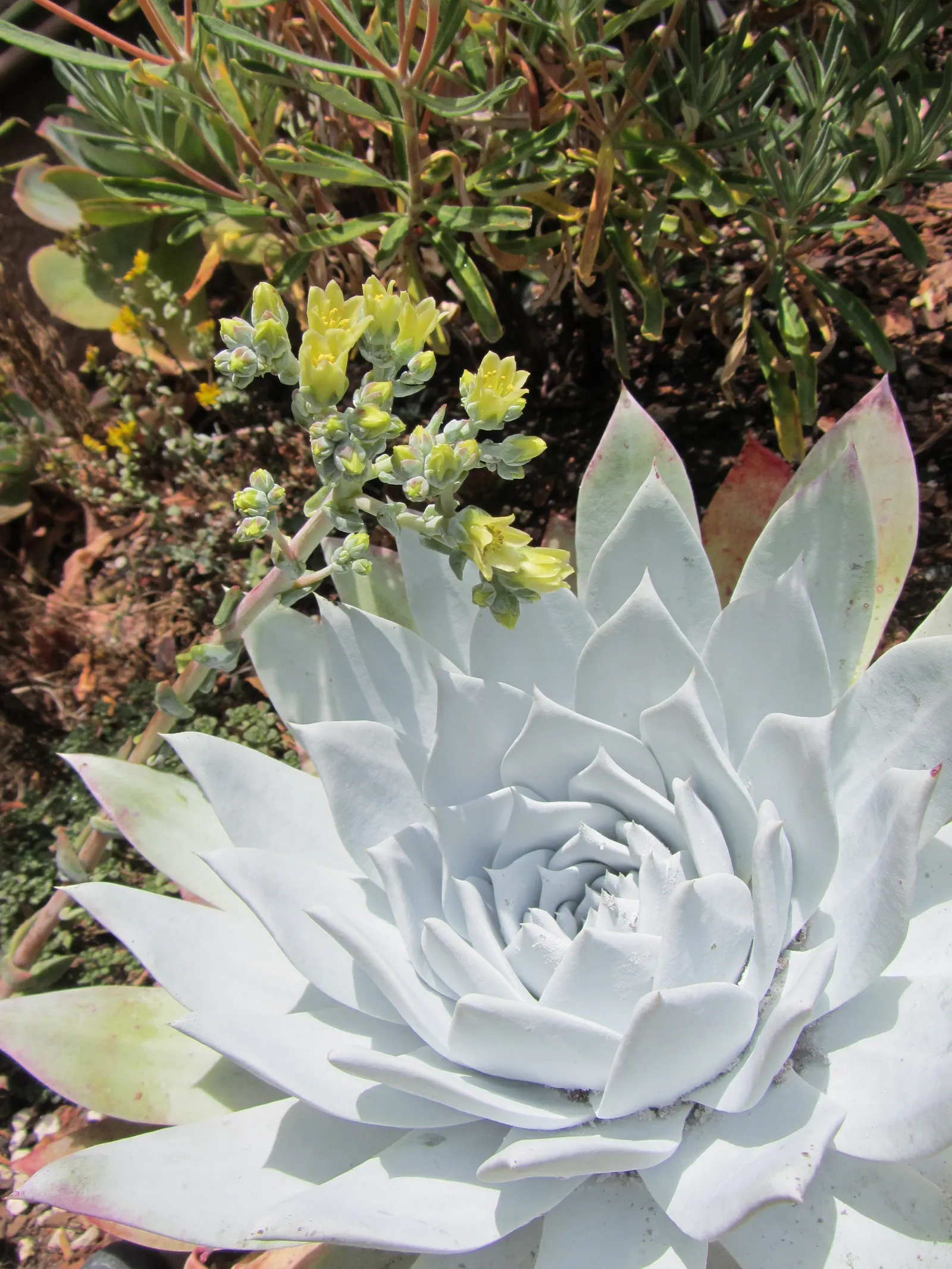 Bluff Lettuce (Dudleya Farinosa) — Due to its easy care and dramatic visual appeal; red flowers in the garden, image 63