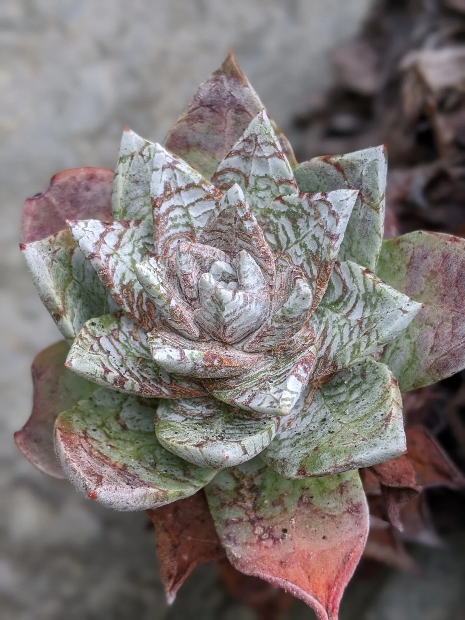 Bluff Lettuce (Dudleya Farinosa) — tapered leaves are coated with a powdery bloom; these rosettes feature fleshy, spoon-shaped leaves with a powdery coating