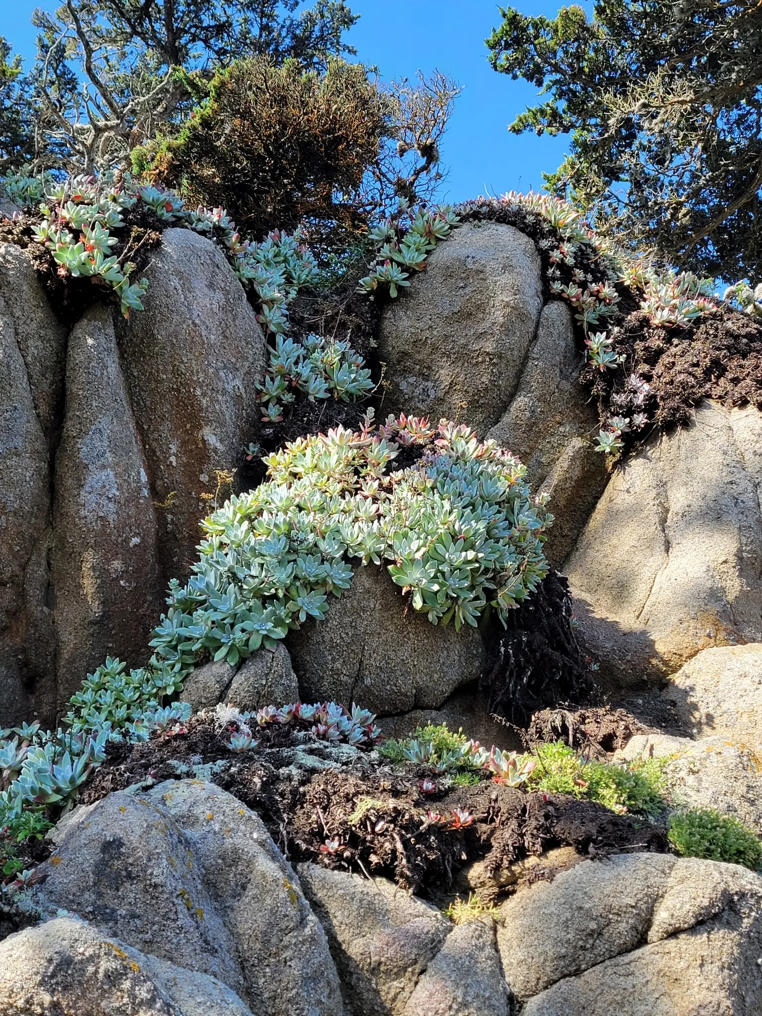 Bluff Lettuce (Dudleya Farinosa) — is an evergreen perennial succulent native to the coastal cliffs and hills of the western United States; the, image 49