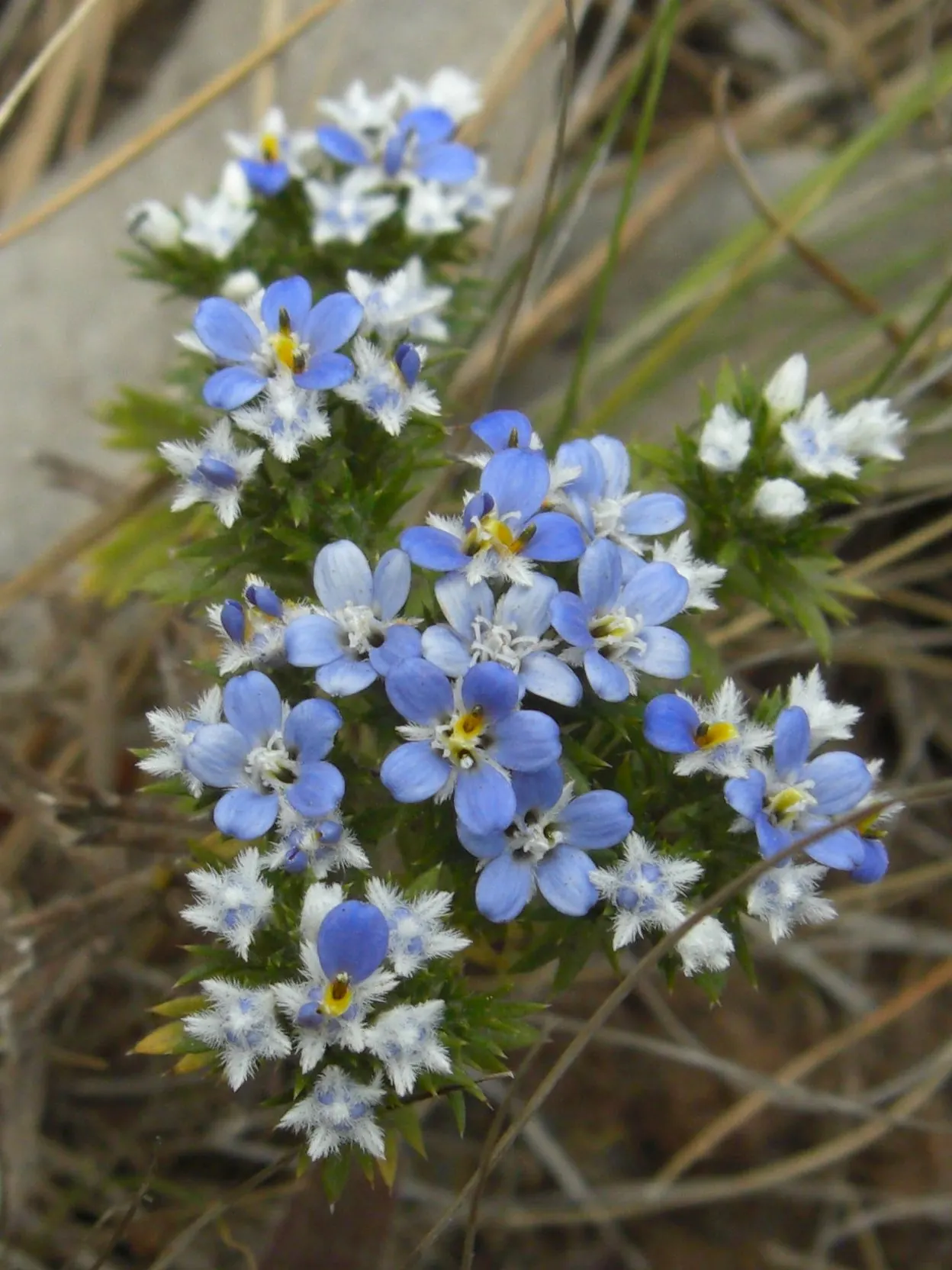 Bluff Lettuce (Dudleya Farinosa) — The stalks showcase clusters of star-shaped flowers