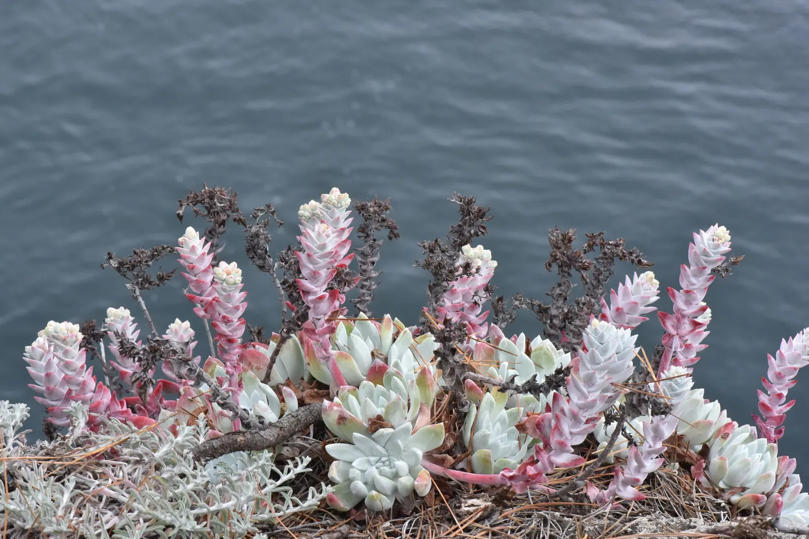 Bluff Lettuce (Dudleya Farinosa) — the Dudleya farinosa sends up flowering stalks that can stand up to two feet tall; the Live Forever, Dudleya, image 54