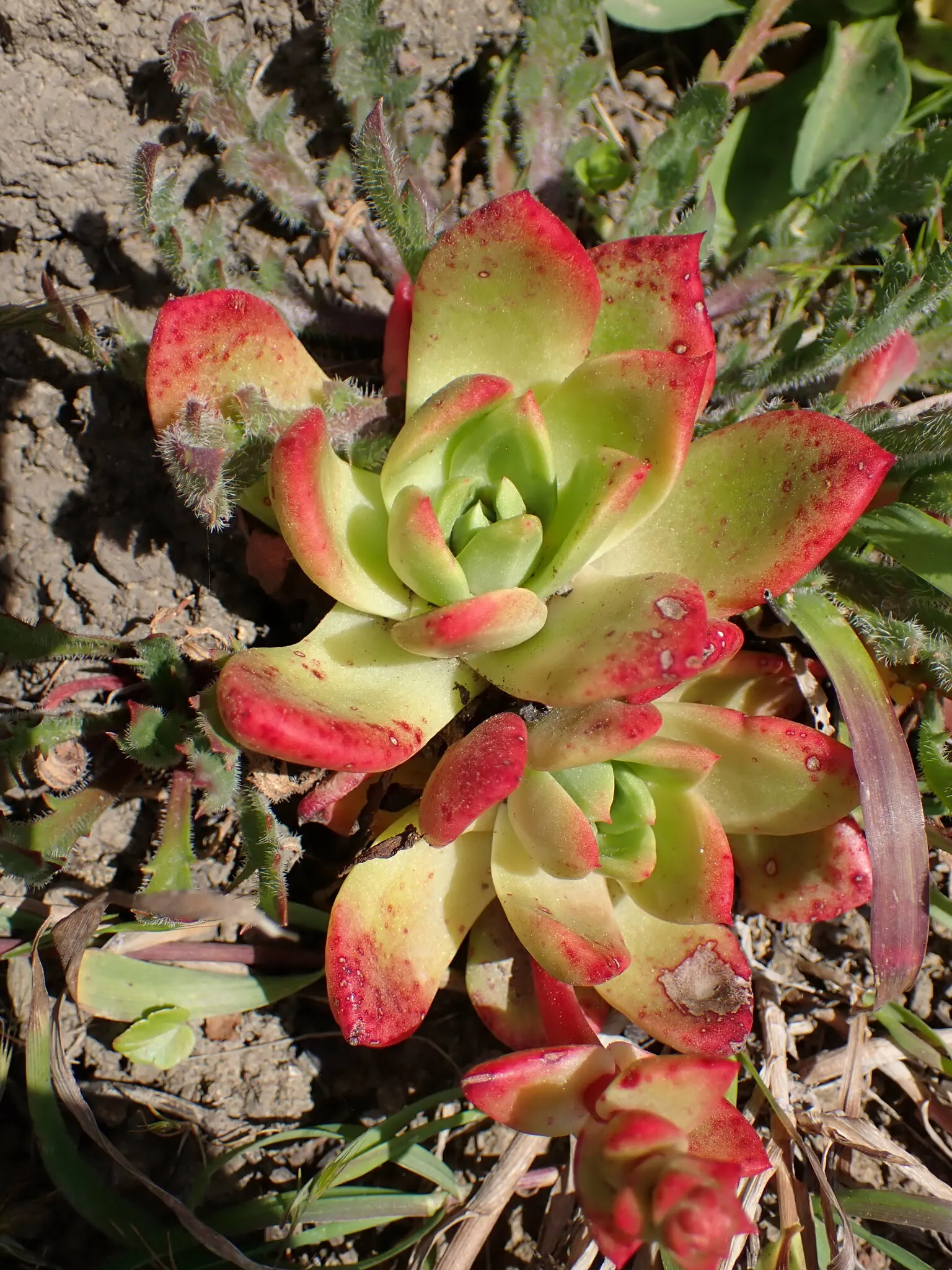 Bluff Lettuce (Dudleya Farinosa) — Due to its easy care and dramatic visual appeal; red flowers in the garden