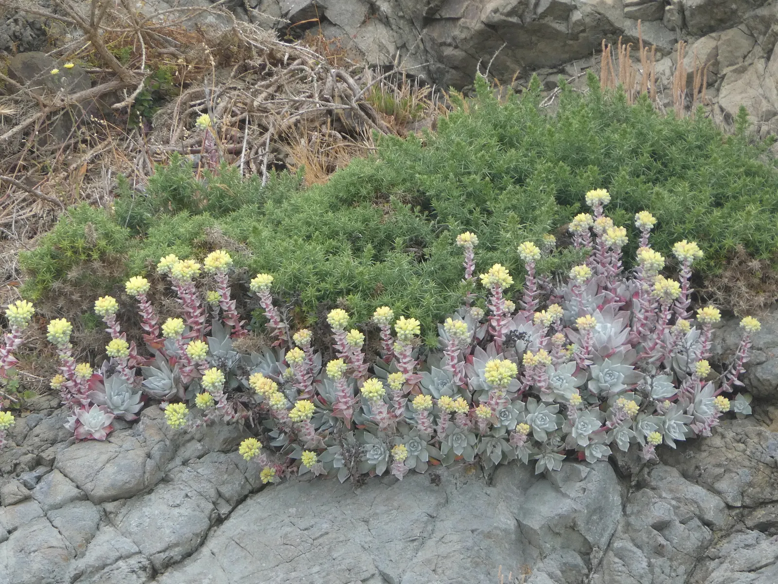 Bluff Lettuce (Dudleya Farinosa) — perfectly suited for xeriscaping or rock gardens; succulent with red blooms, image 60