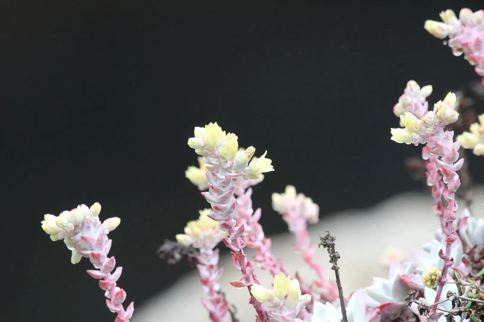 Bluff Lettuce (Dudleya Farinosa) — The stalks showcase clusters of star-shaped flowers; which contributes to its characteristic chalky blue-green, image 55
