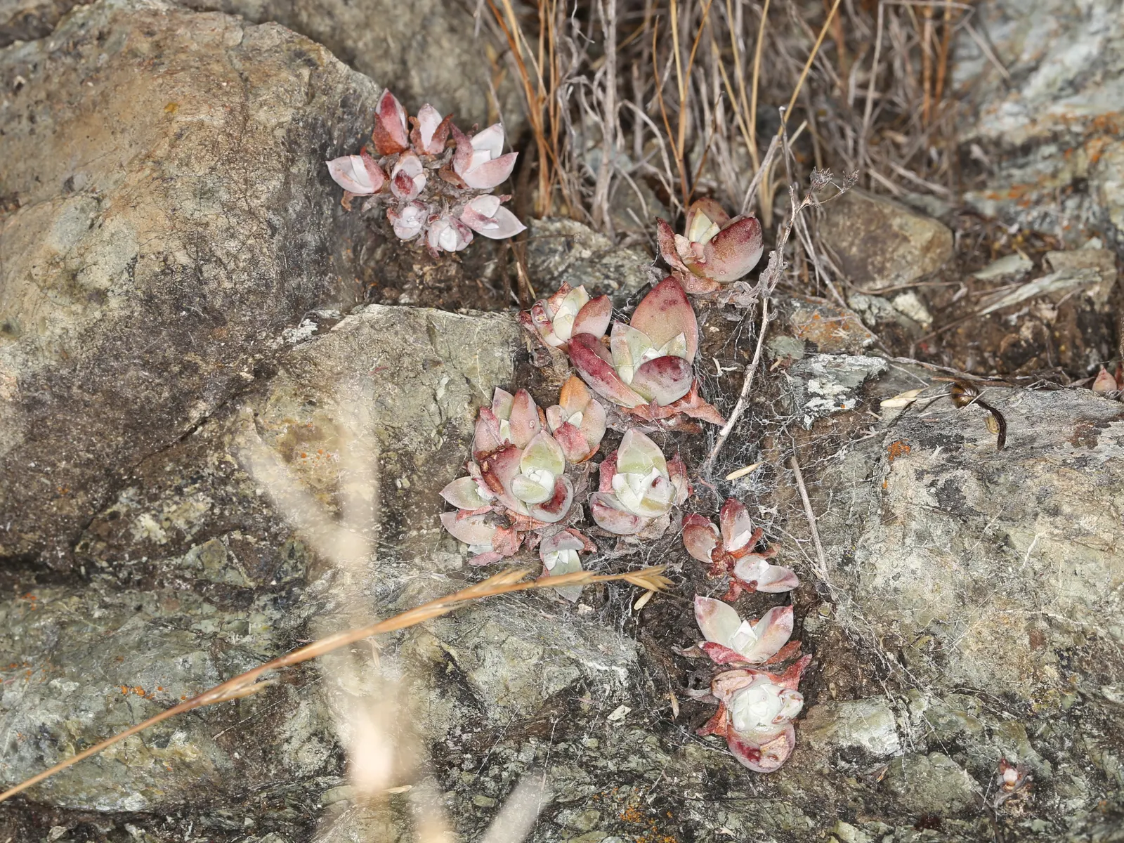 Bluff Lettuce (Dudleya Farinosa) — from late spring to early summer; perfectly suited for xeriscaping or rock gardens, image 53