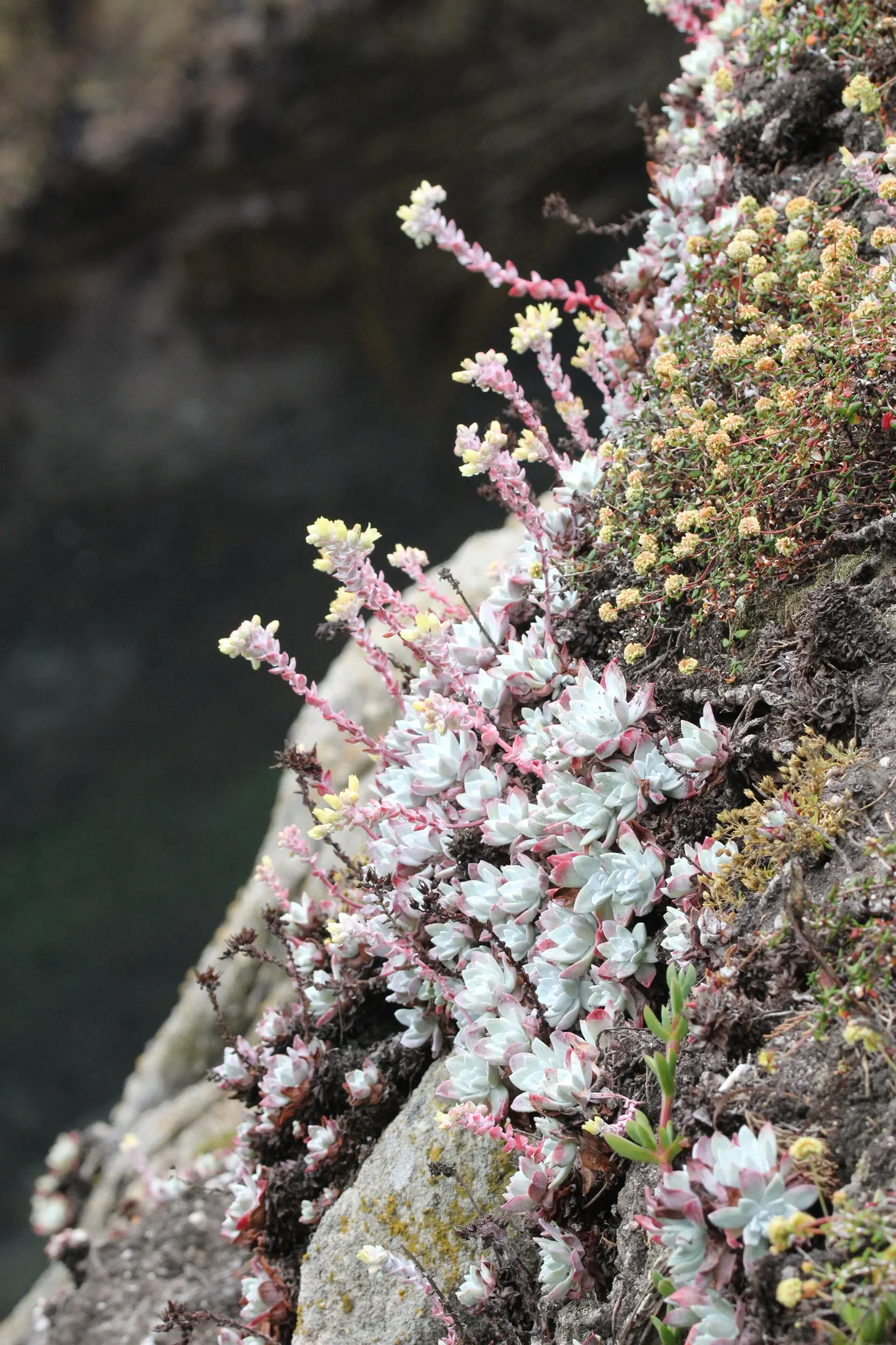 Bluff Lettuce (Dudleya Farinosa) — It requires well-draining soil and minimal water once established; the Live Forever prefers full sun to partial, image 59