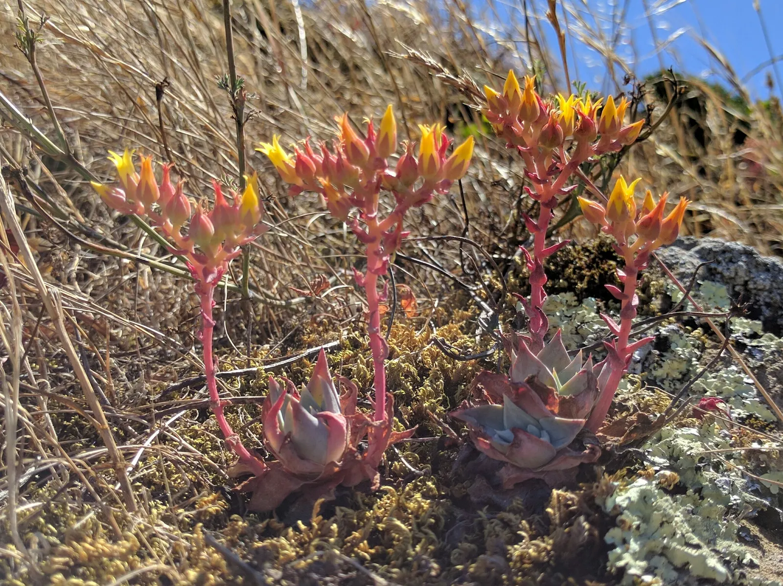 Bluff Lettuce (Dudleya Farinosa) — Due to its easy care and dramatic visual appeal