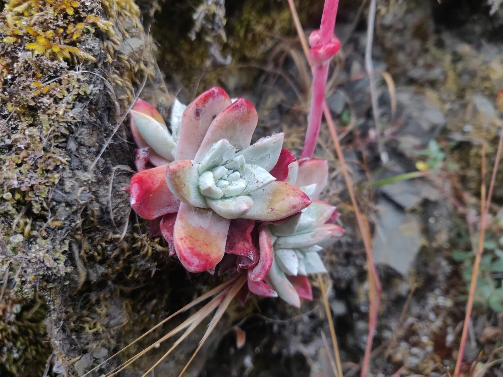 Bluff Lettuce (Dudleya Farinosa) — It requires well-draining soil and minimal water once established; the Live Forever prefers full sun to partial shade