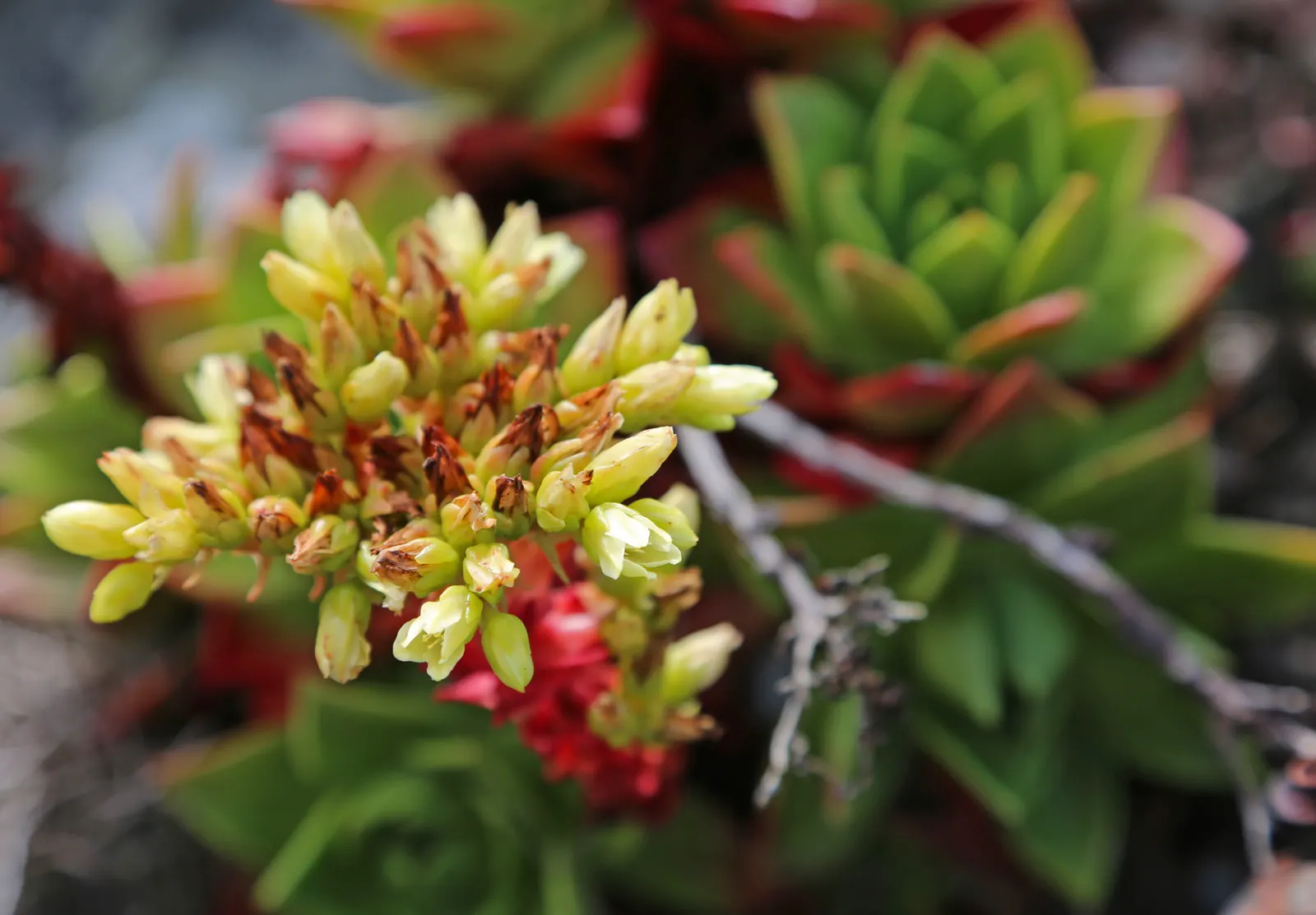 Bluff Lettuce (Dudleya Farinosa) — adding vibrant contrast to rock gardens or coastal landscapes; it thrives in USDA zones 9-11 and prefers, image 48