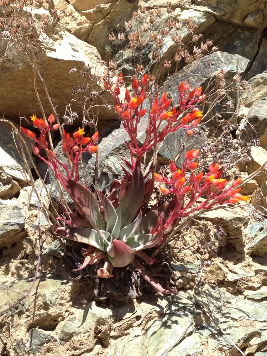 Bluff Lettuce (Dudleya Farinosa) — ranging in color from pale yellow to a striking red hue