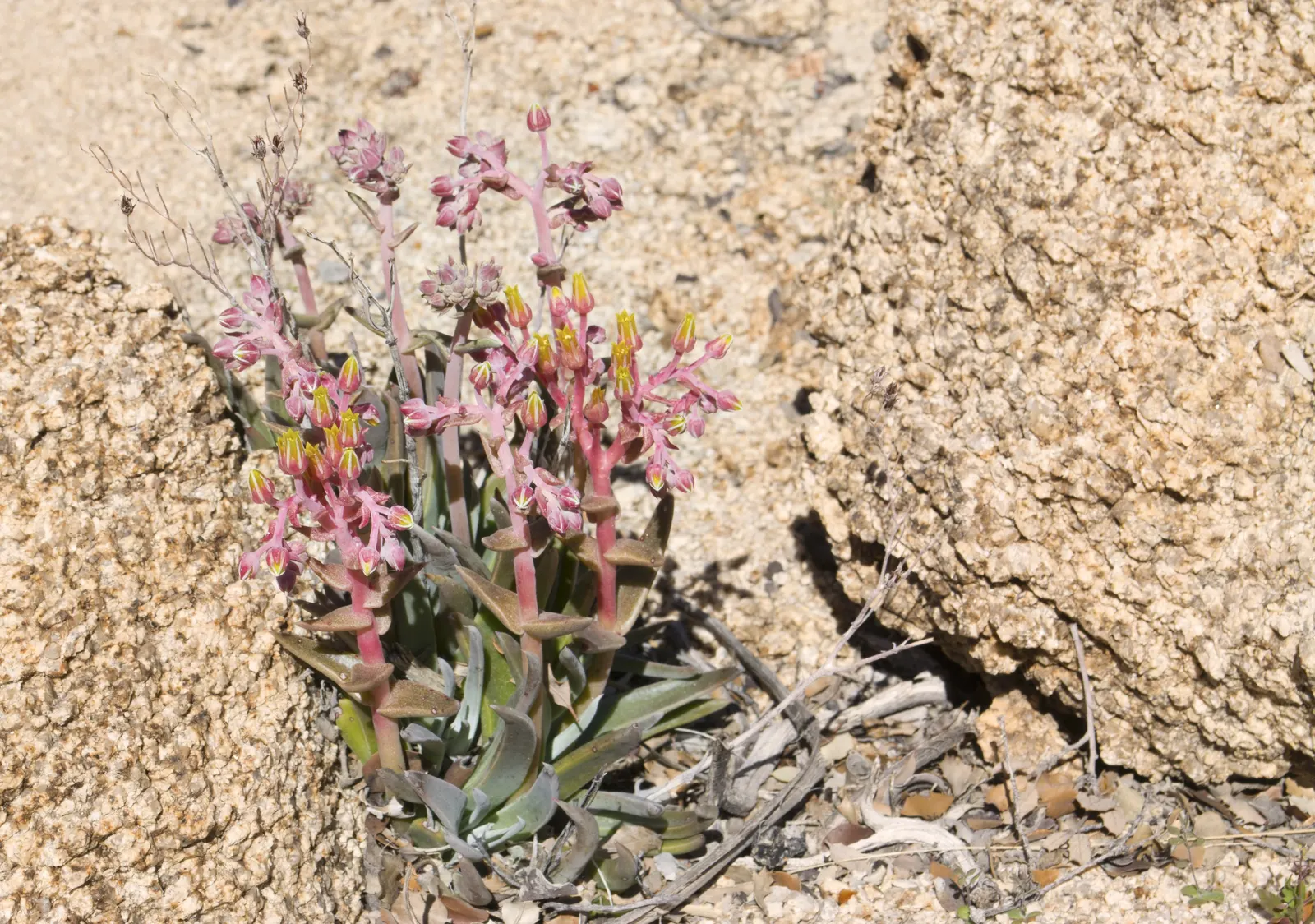 Bluff Lettuce (Dudleya Farinosa) — coupled with a seasonal display of vibrant flowers