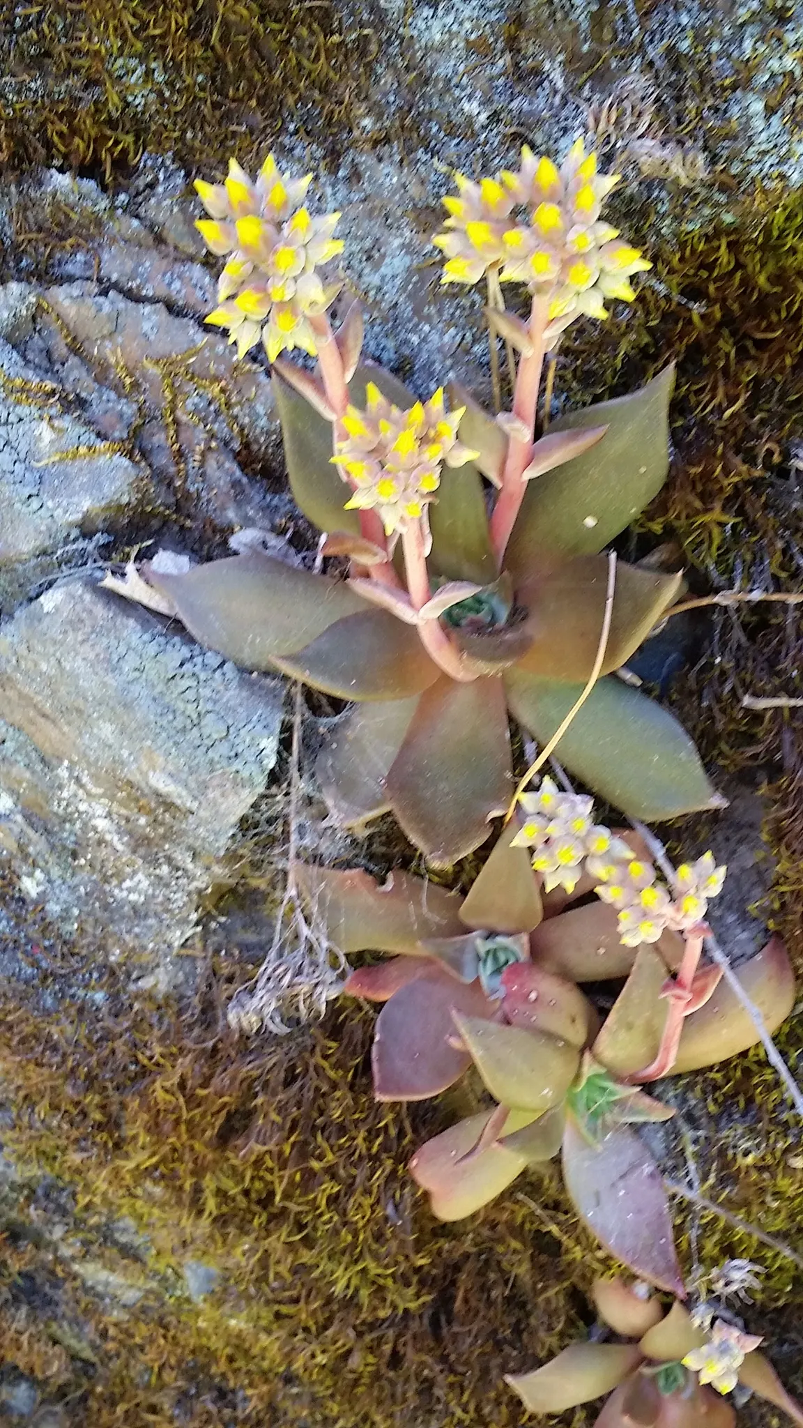 Bluff Lettuce (Dudleya Farinosa) — is an evergreen perennial succulent native to the coastal cliffs and hills of the western United States; the Dudleya