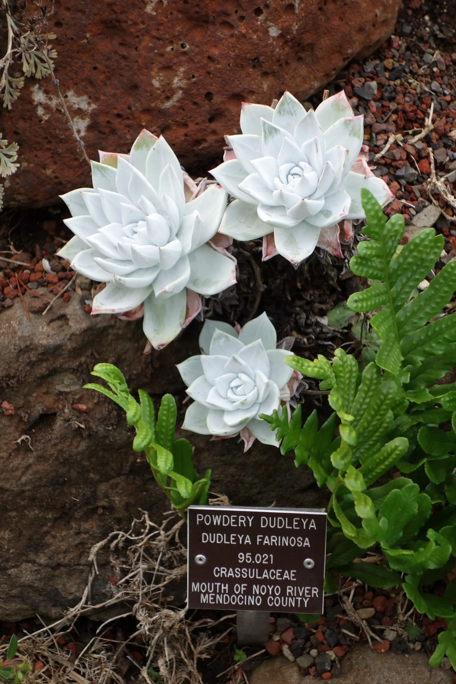 Bluff Lettuce (Dudleya Farinosa) — This distinctive plant is celebrated for its low-maintenance qualities and its striking appearance; to ensure adequate