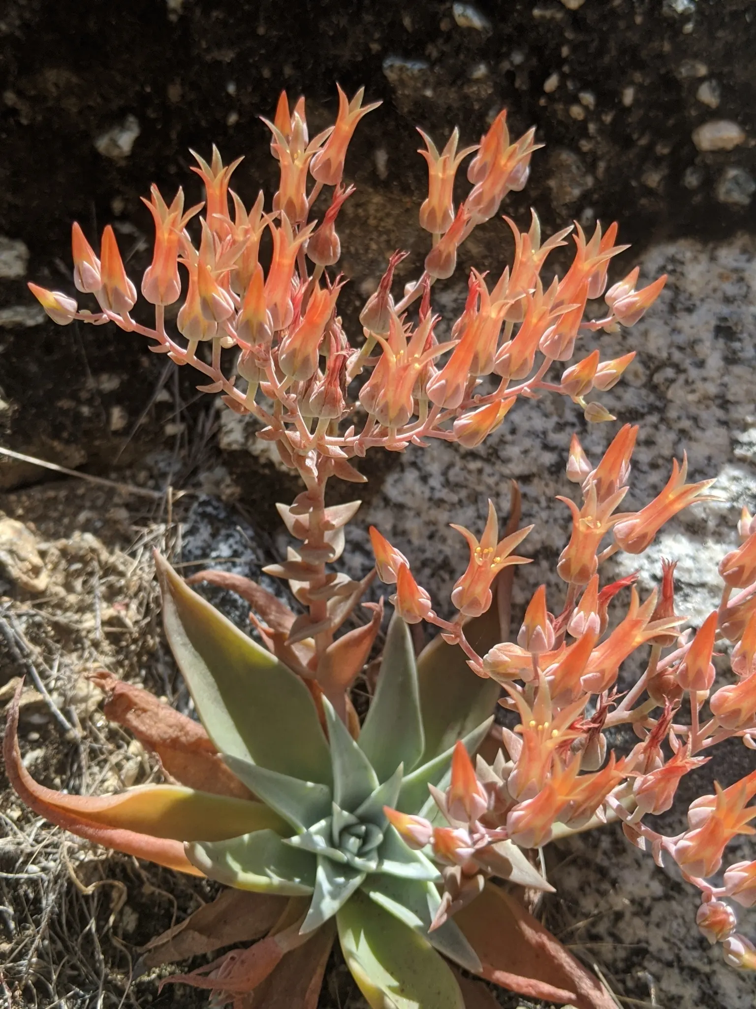 Bluff Lettuce (Dudleya Farinosa) — To ensure adequate drainage and prevent root rot