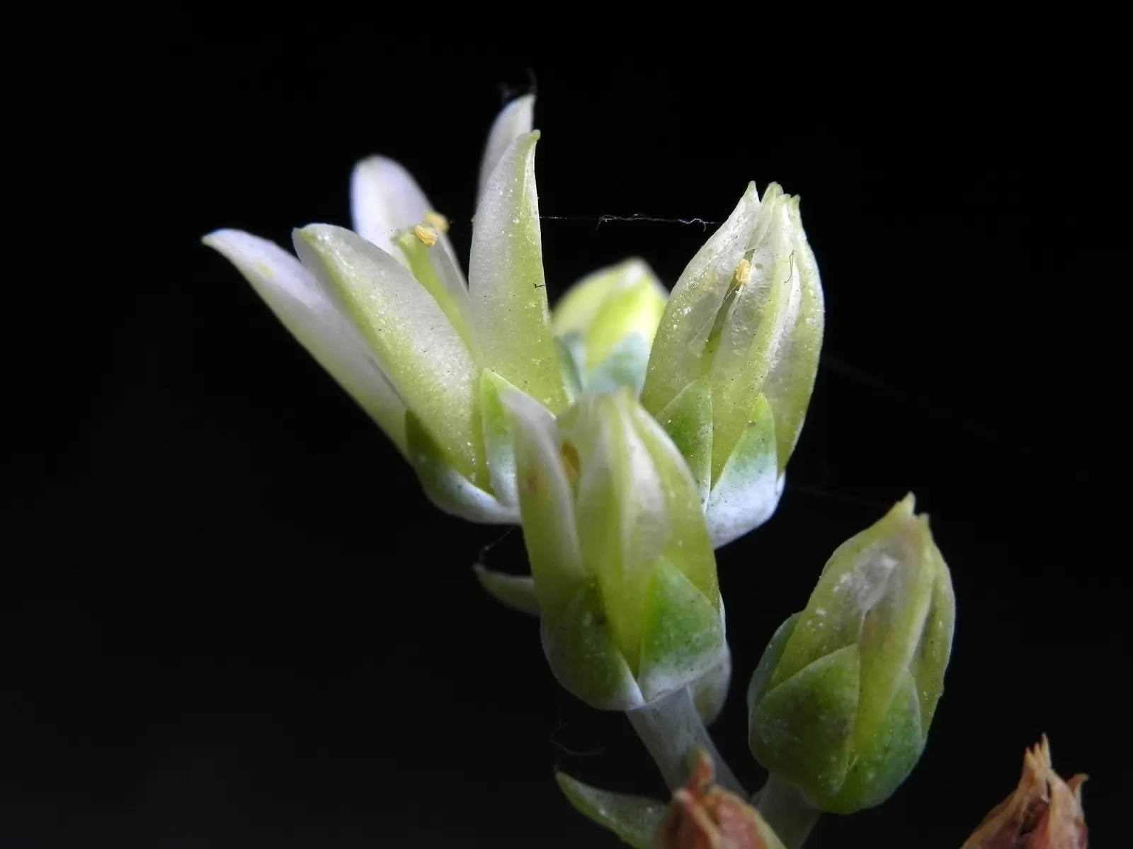 Bluff Lettuce (Dudleya Farinosa) — The Live Forever, Dudleya farinosa, is a perennial succulent forming rosettes up to 12 inches wide; adding vibrant contrast