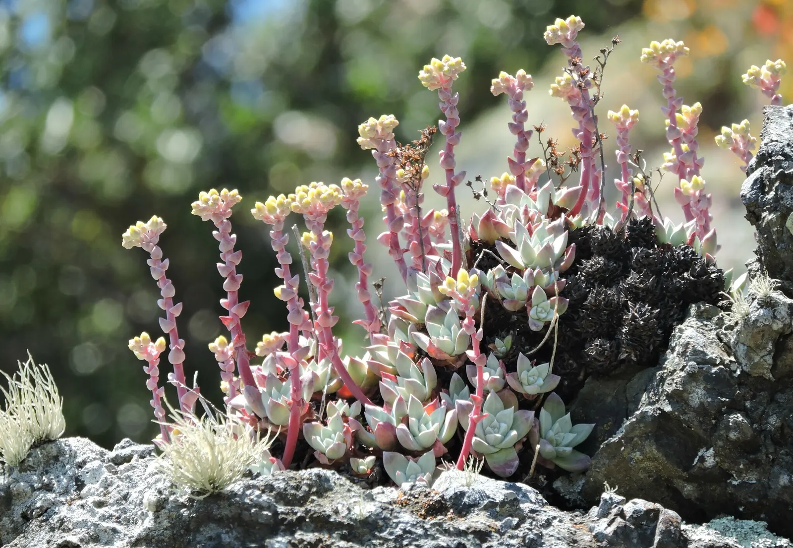 Bluff Lettuce (Dudleya Farinosa) — These rosettes feature fleshy, spoon-shaped leaves with a powdery coating; the stalks showcase clusters of star-shaped