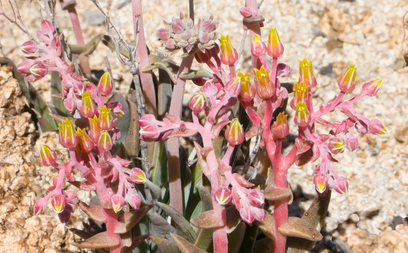 Bluff Lettuce (Dudleya Farinosa) — perfectly suited for xeriscaping or rock gardens
