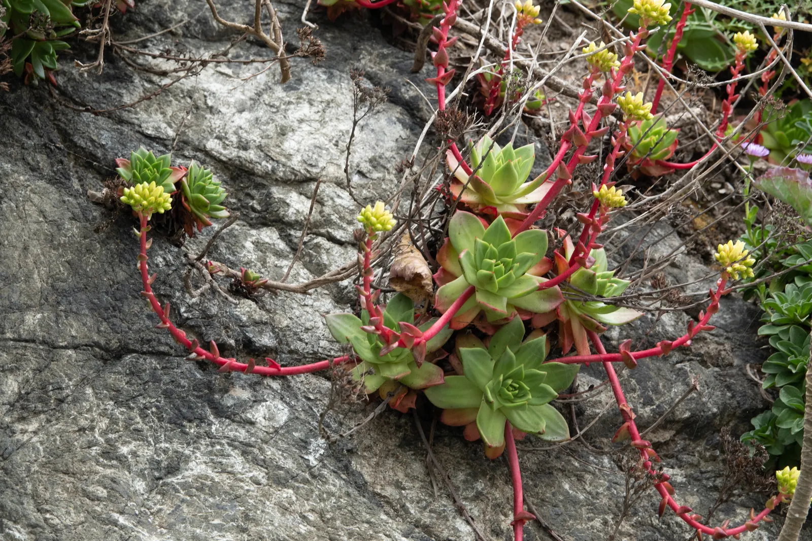 Bluff Lettuce (Dudleya Farinosa) — It thrives in USDA zones 9-11 and prefers well-draining soil with minimal watering; coupled with a seasonal display of