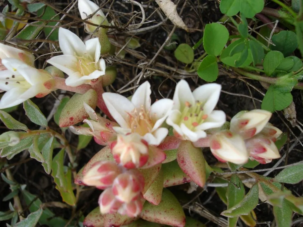Bluff Lettuce (Dudleya Farinosa) — It requires well-draining soil and minimal water once established