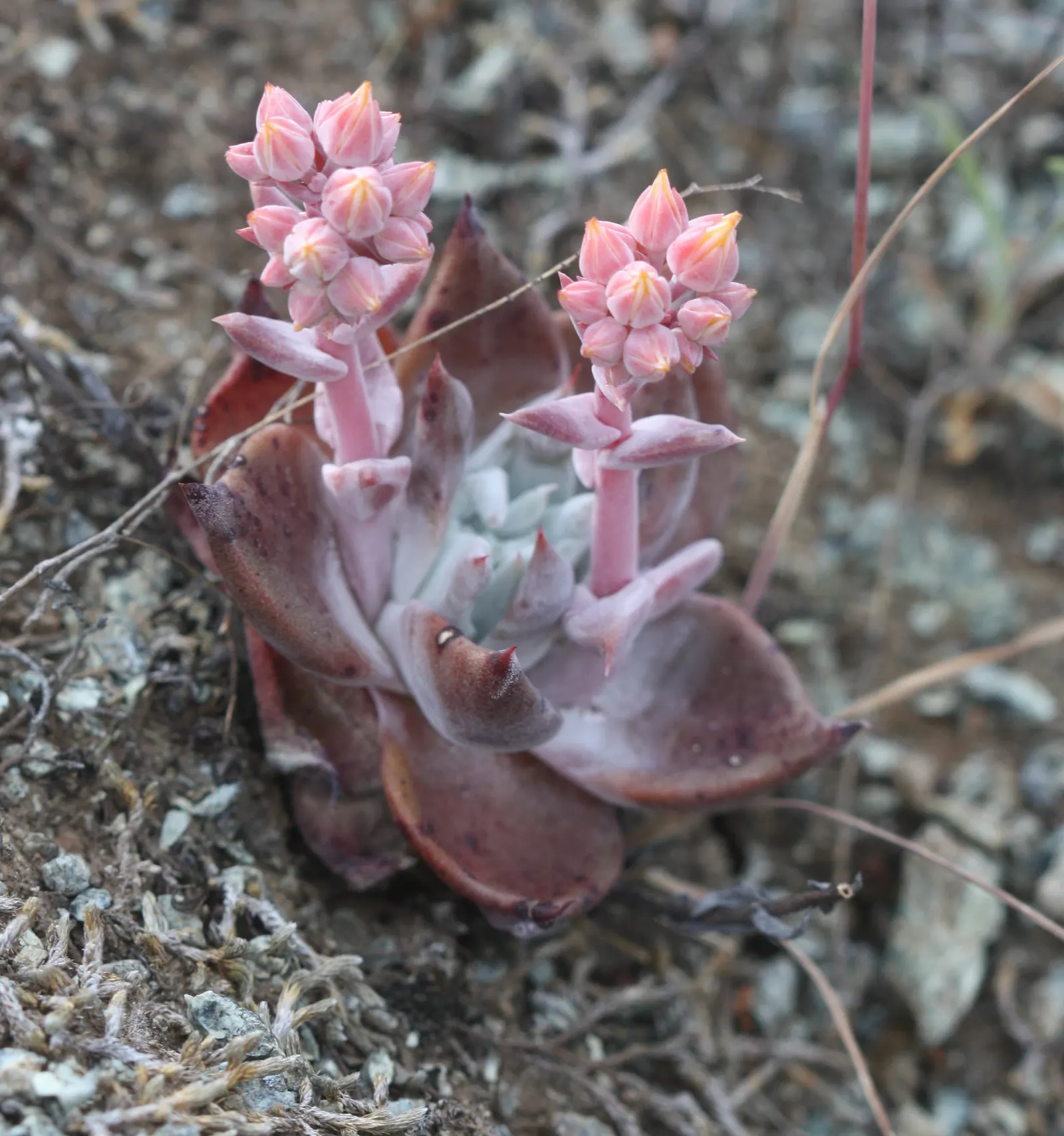 Bluff Lettuce (Dudleya Farinosa) — depending on the specific species.<br><br>Thriving in USDA hardiness zones 9 to 11