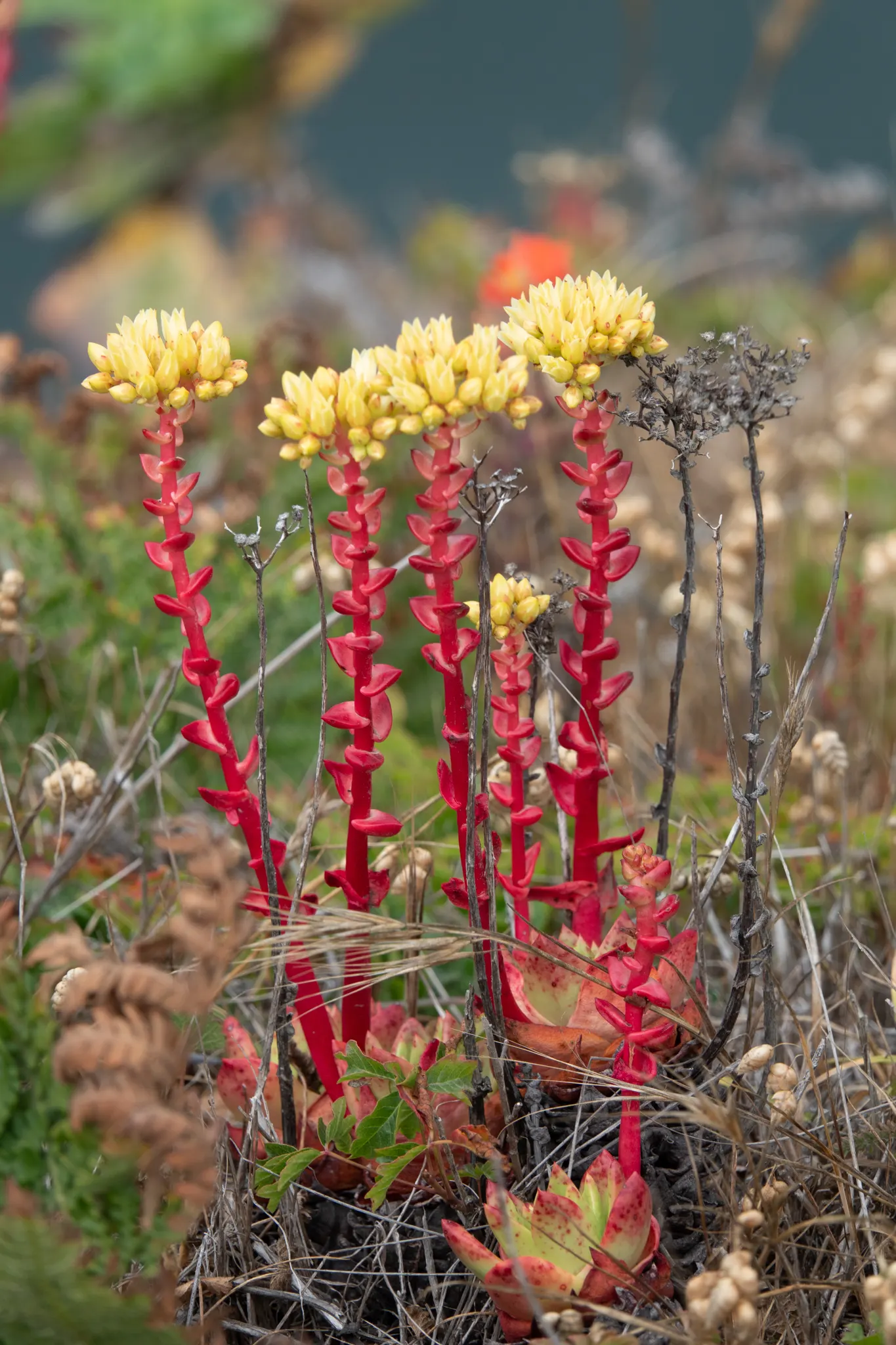 Bluff Lettuce (Dudleya Farinosa) — from late spring to early summer