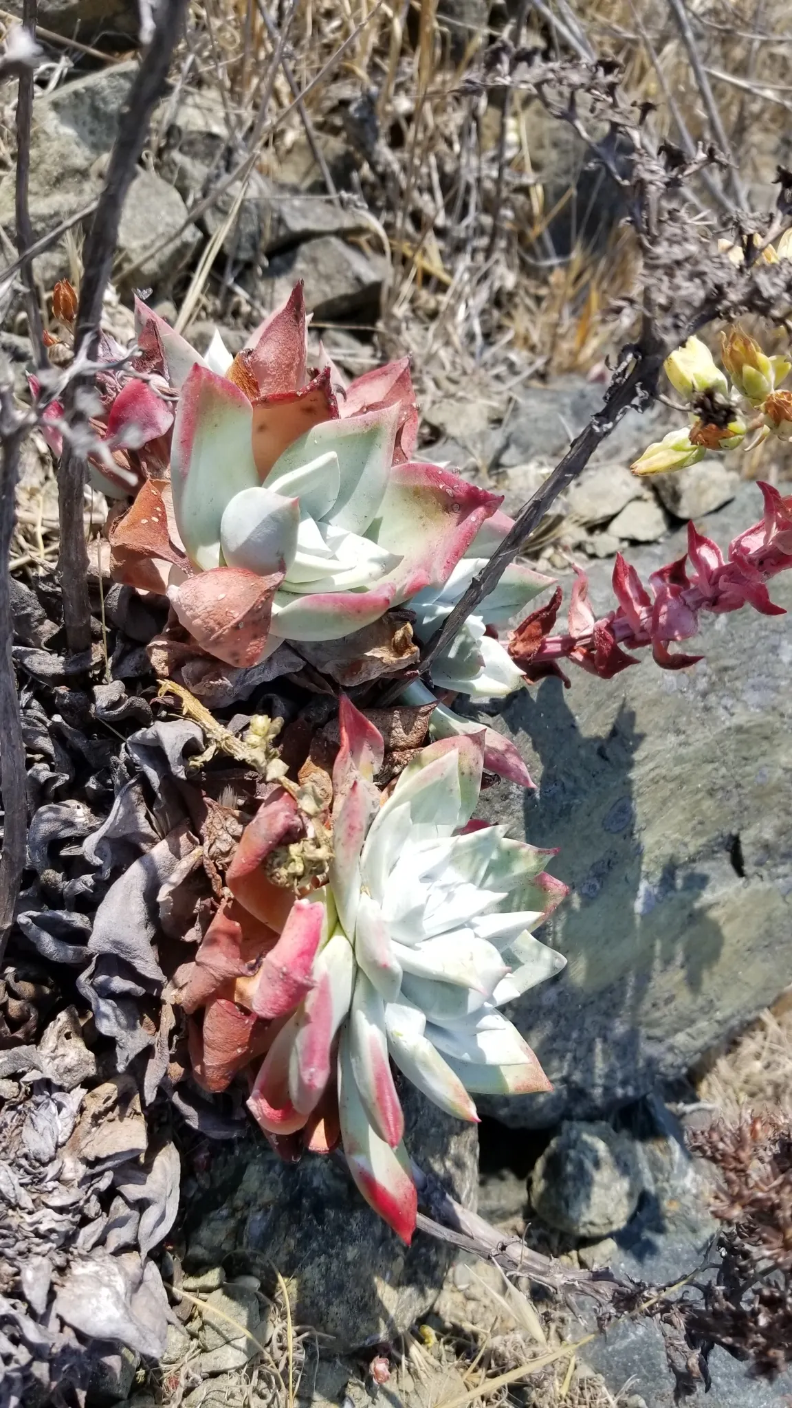Bluff Lettuce (Dudleya Farinosa) — tapered leaves are coated with a powdery bloom