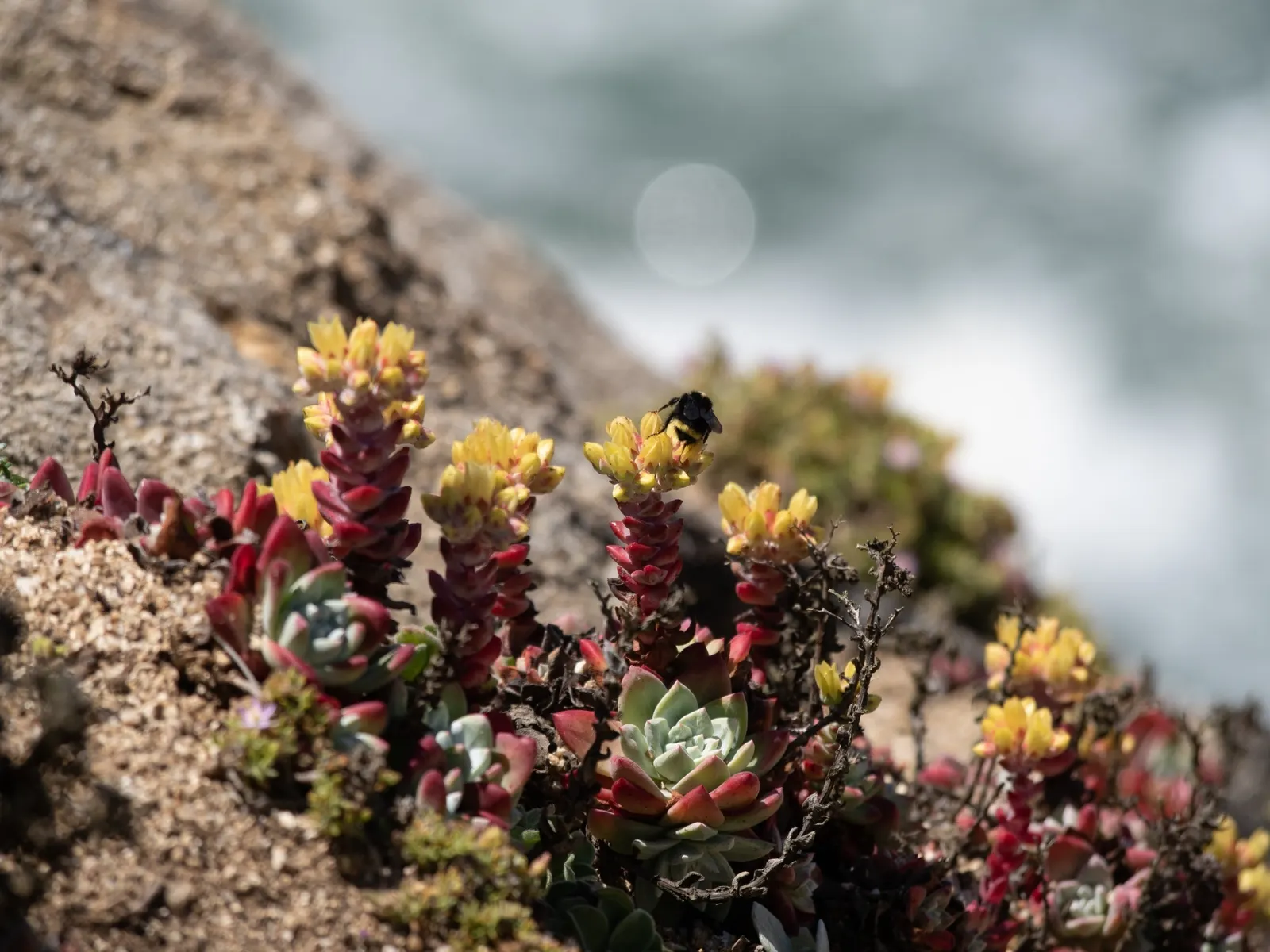 Bluff Lettuce (Dudleya Farinosa) — adding vibrant contrast to rock gardens or coastal landscapes; it thrives in USDA zones 9-11 and prefers well-draining soil