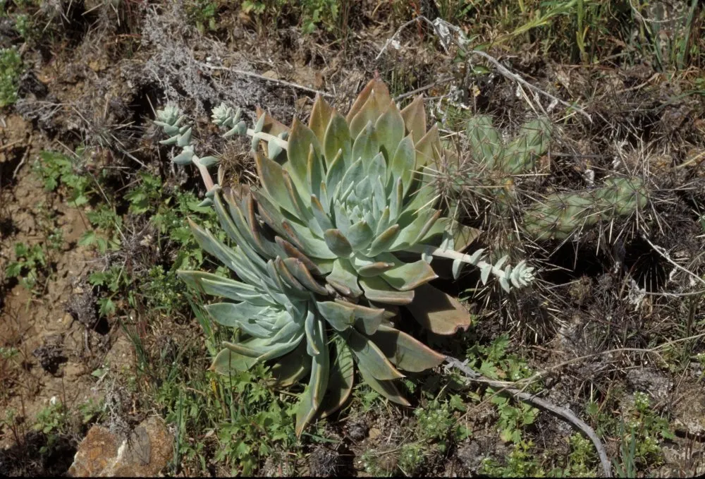 Bluff Lettuce (Dudleya Farinosa) — The Live Forever, Dudleya farinosa, is a perennial succulent forming rosettes up to 12 inches wide