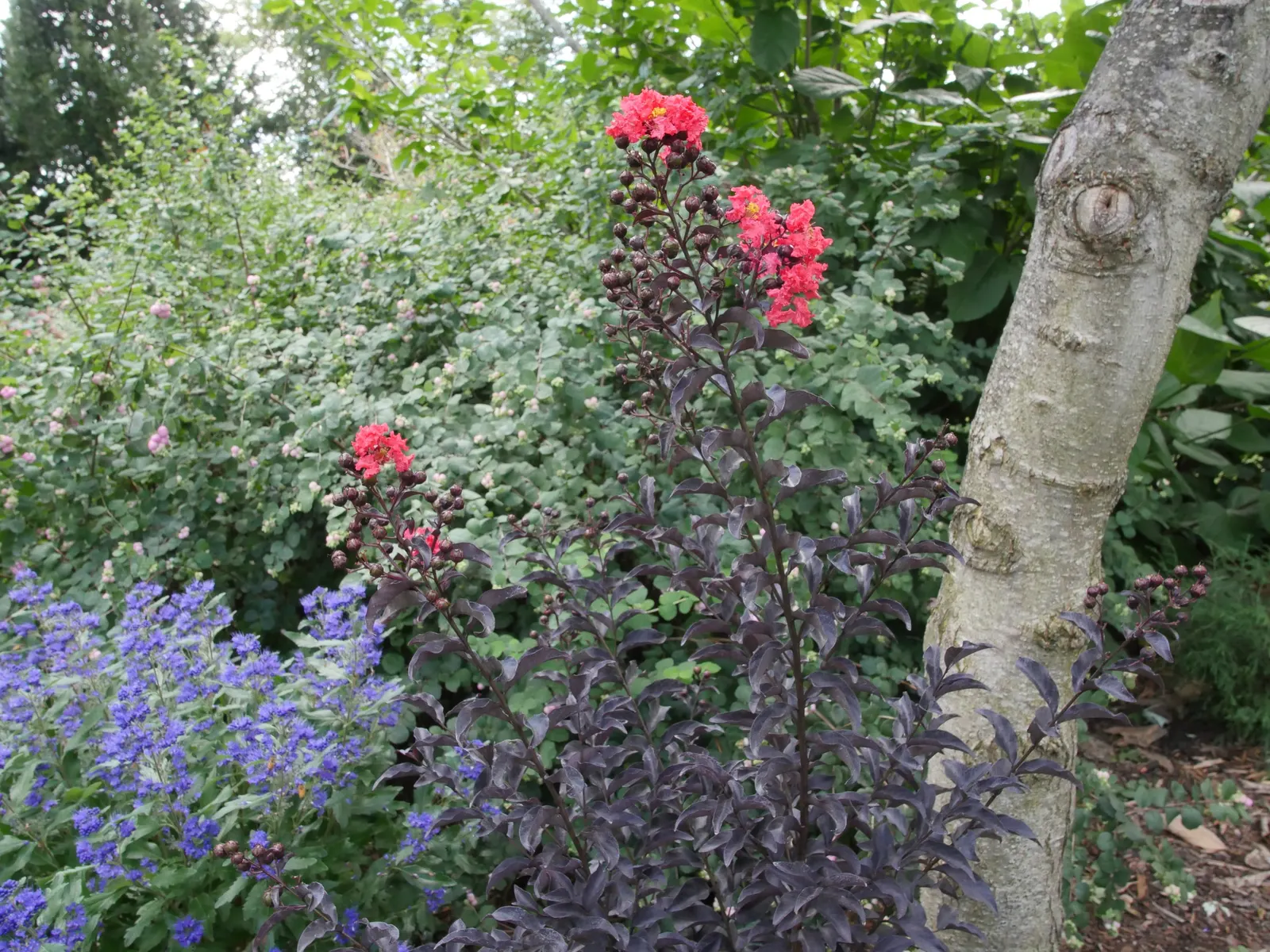 Proud Berry® Pink Coralberry (Symphoricarpos sp.) — Proud Berry® Pink is a deciduous Proven Winners® coralberry with bluish-green foliage