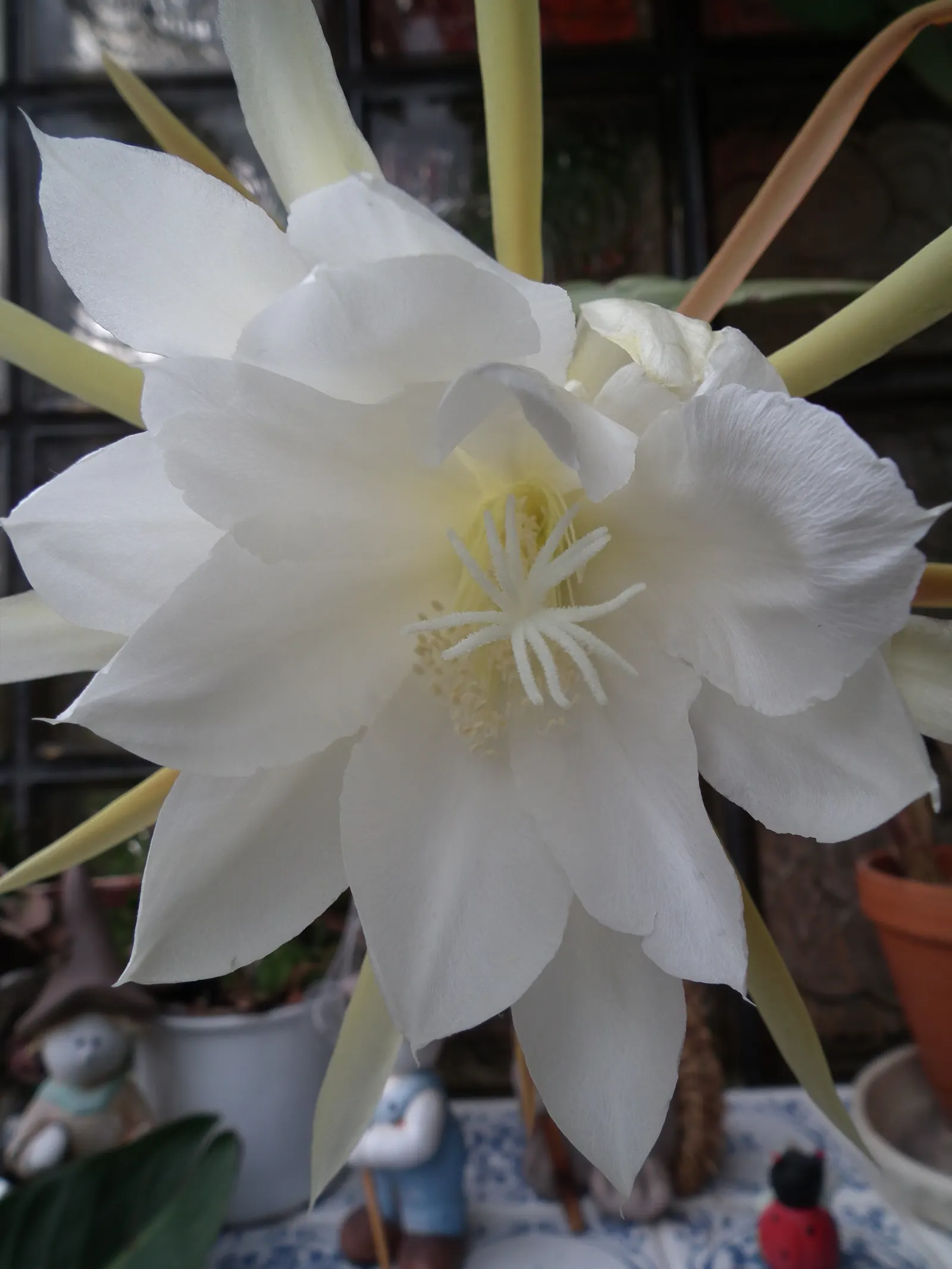 Orchid Cactus, Pond-Lily Cactus (Epiphyllum Hybrid) — commonly termed Orchid or Pond-Lily Cacti