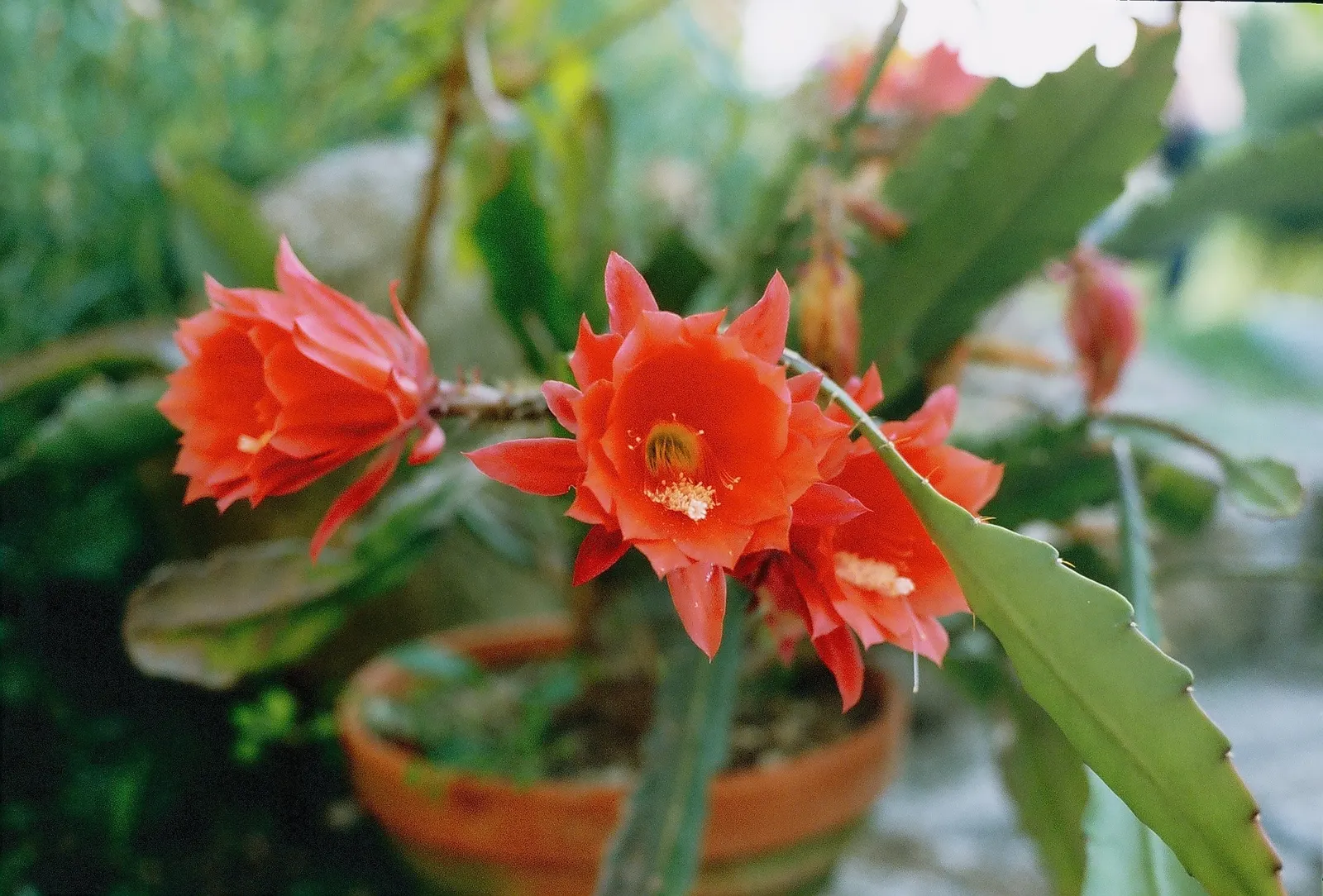 Orchid Cactus, Pond-Lily Cactus (Epiphyllum Hybrid) — thriving in containers that limit root spread