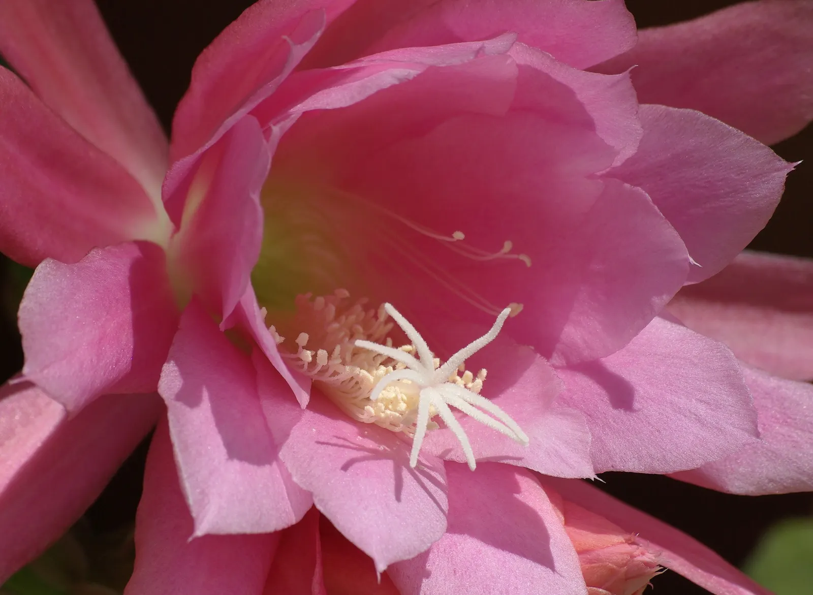 Orchid Cactus, Pond-Lily Cactus (Epiphyllum Hybrid) — the Orchid Cactus prefers a well-draining potting mixture akin to orchid bark