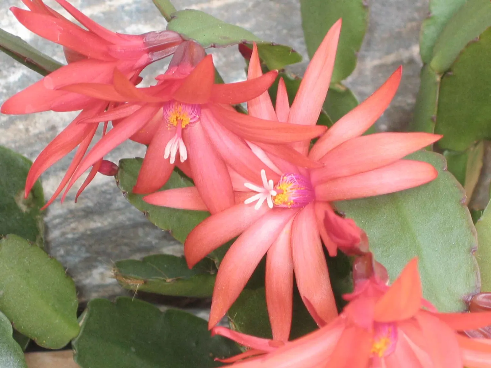 Orchid Cactus, Pond-Lily Cactus (Epiphyllum Hybrid) — as it is prone to rot with excessive moisture.<br><br>Overall