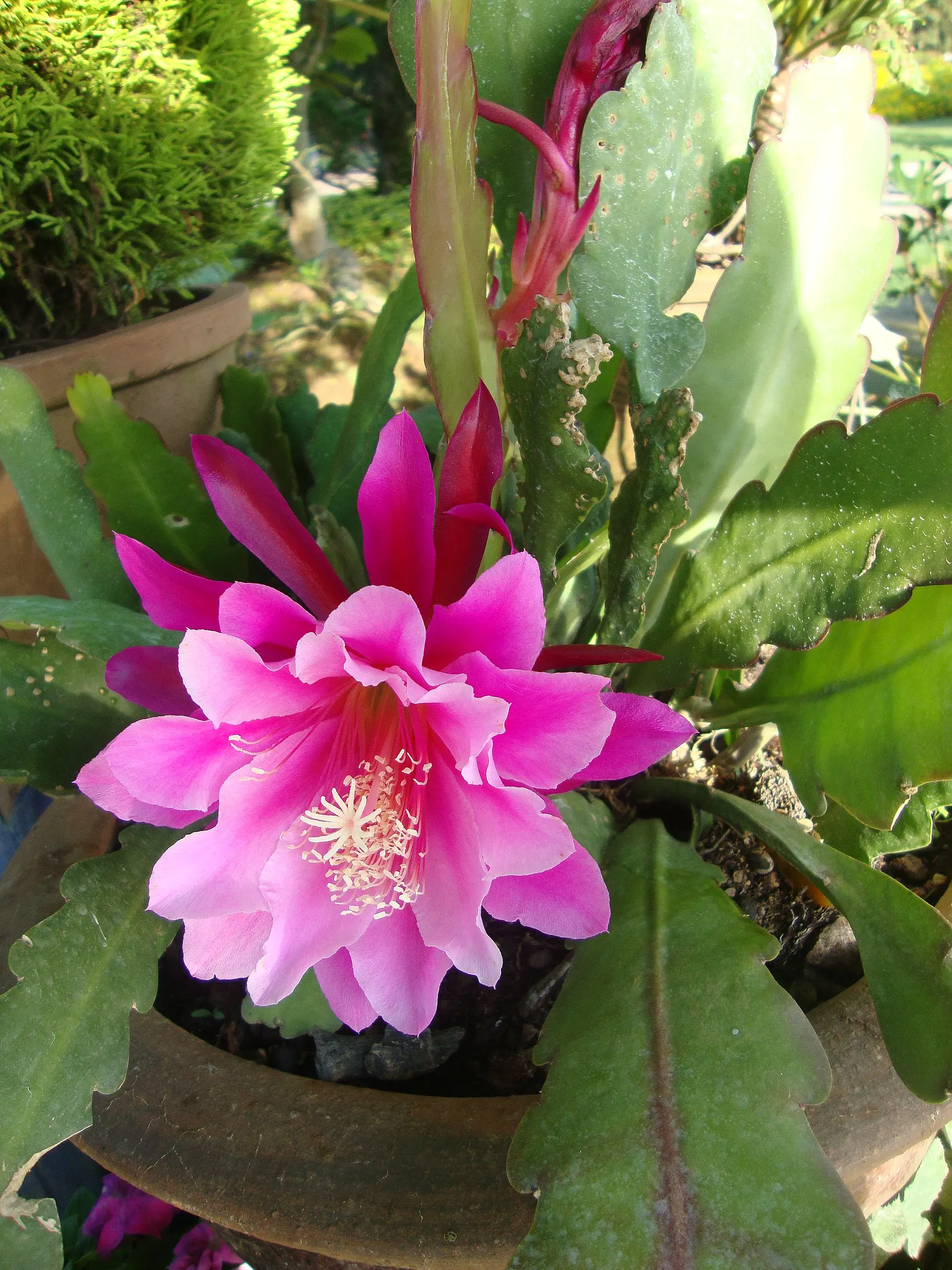 Orchid Cactus, Pond-Lily Cactus (Epiphyllum Hybrid) — These night-blooming cacti display a diverse color palette