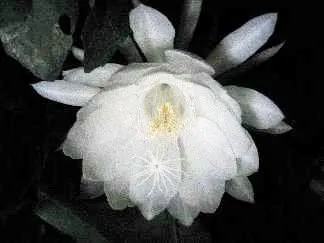 Orchid Cactus, Pond-Lily Cactus (Epiphyllum Hybrid) — It requires a support structure for its sprawling