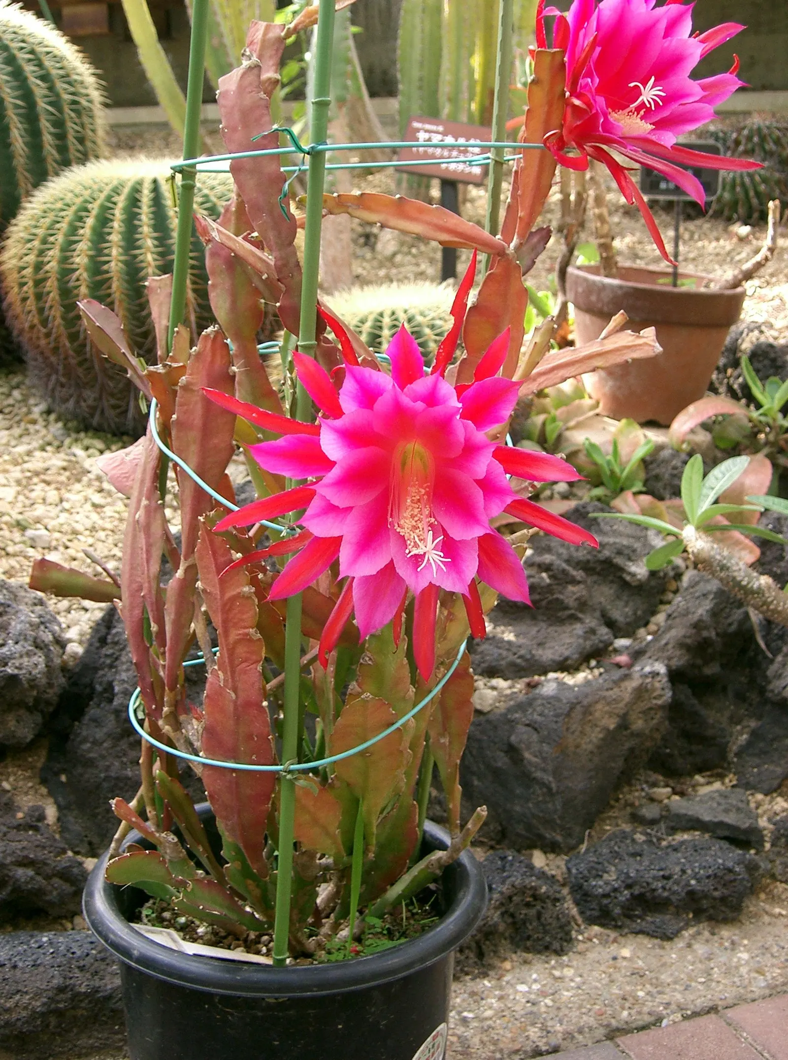 Orchid Cactus, Pond-Lily Cactus (Epiphyllum Hybrid) — nocturnal flowers which exude an exotic charm