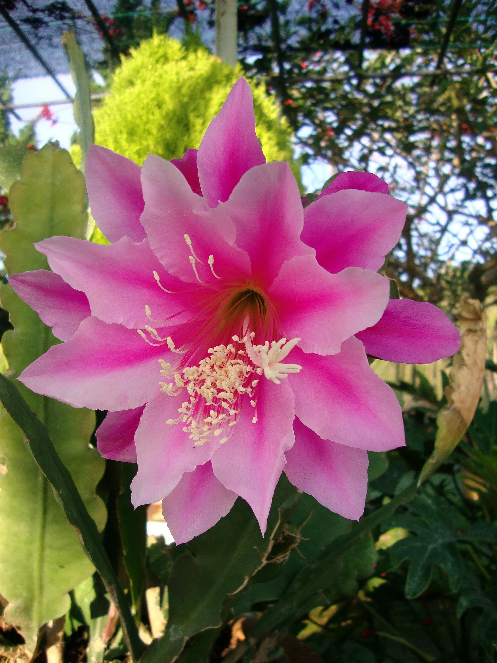 Orchid Cactus, Pond-Lily Cactus (Epiphyllum Hybrid) — with blooms in radiant hues flourishing atop flat; these night-blooming cacti display a diverse color