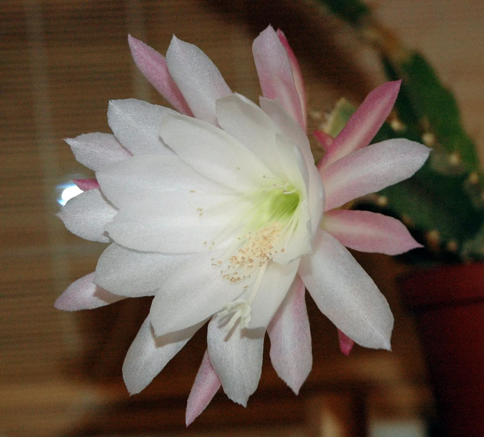 Orchid Cactus, Pond-Lily Cactus (Epiphyllum Hybrid) — Blooming mainly in late spring to early summer