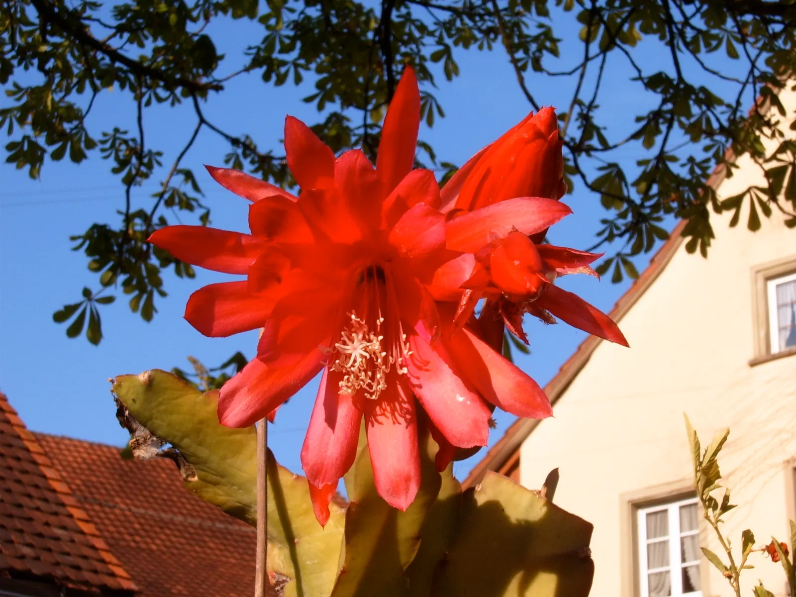 Orchid Cactus, Pond-Lily Cactus (Epiphyllum Hybrid) — They thrive in dappled light with well-draining soil, requiring modest water