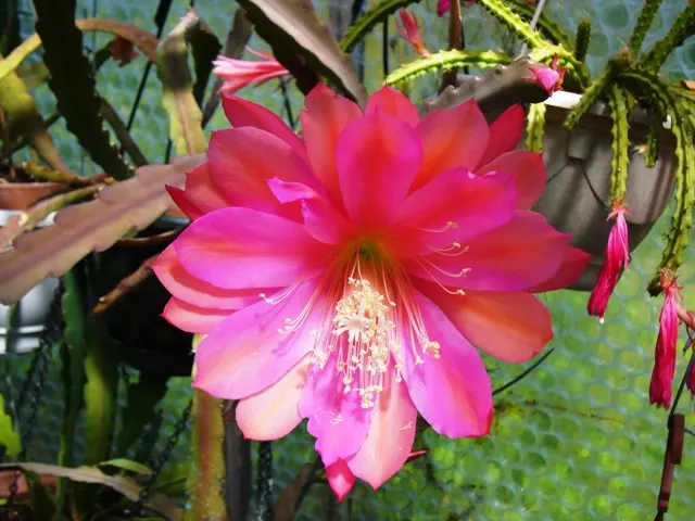 Orchid Cactus, Pond-Lily Cactus (Epiphyllum Hybrid) — are noted for their spectacular; is a stunning specimen for a garden landscape