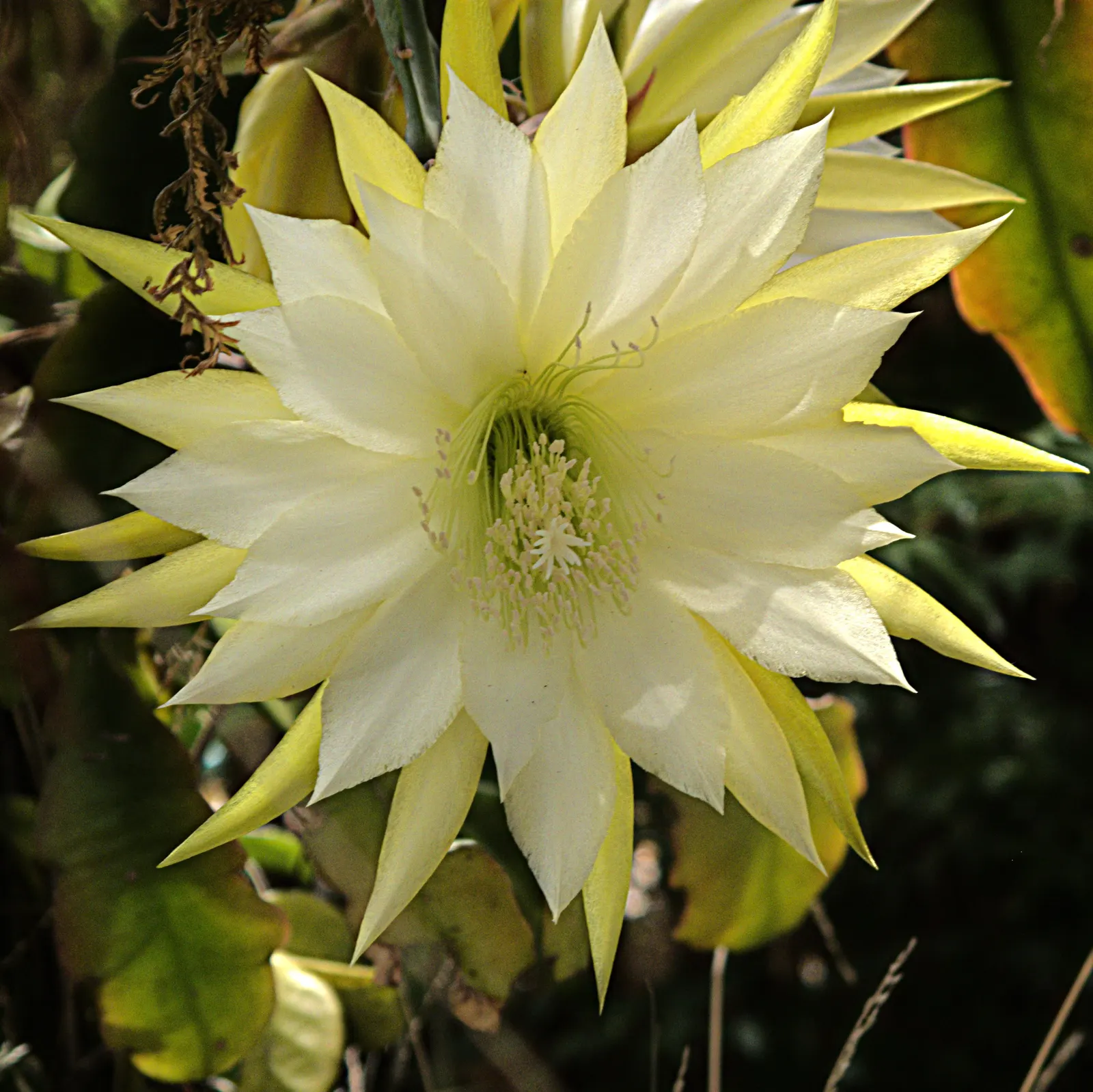 Orchid Cactus, Pond-Lily Cactus (Epiphyllum Hybrid) — Hardy from USDA zones 10-11